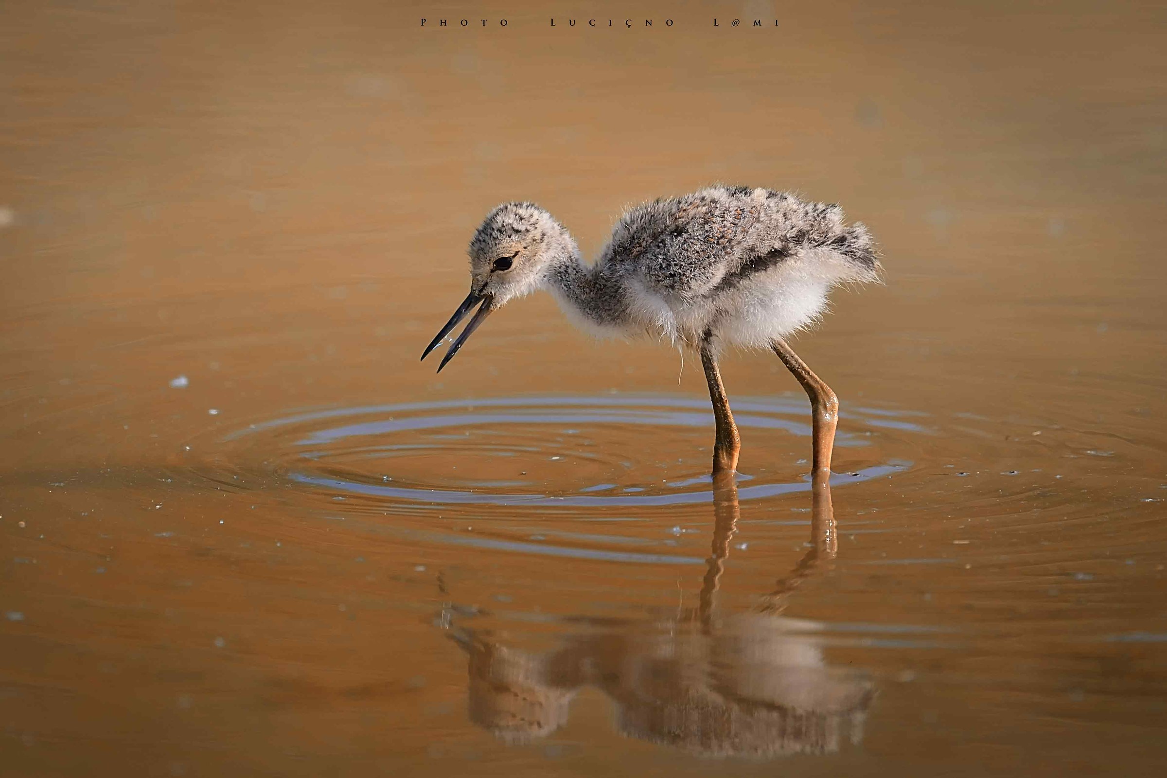 Pullo di Cavaliere d ' Italia