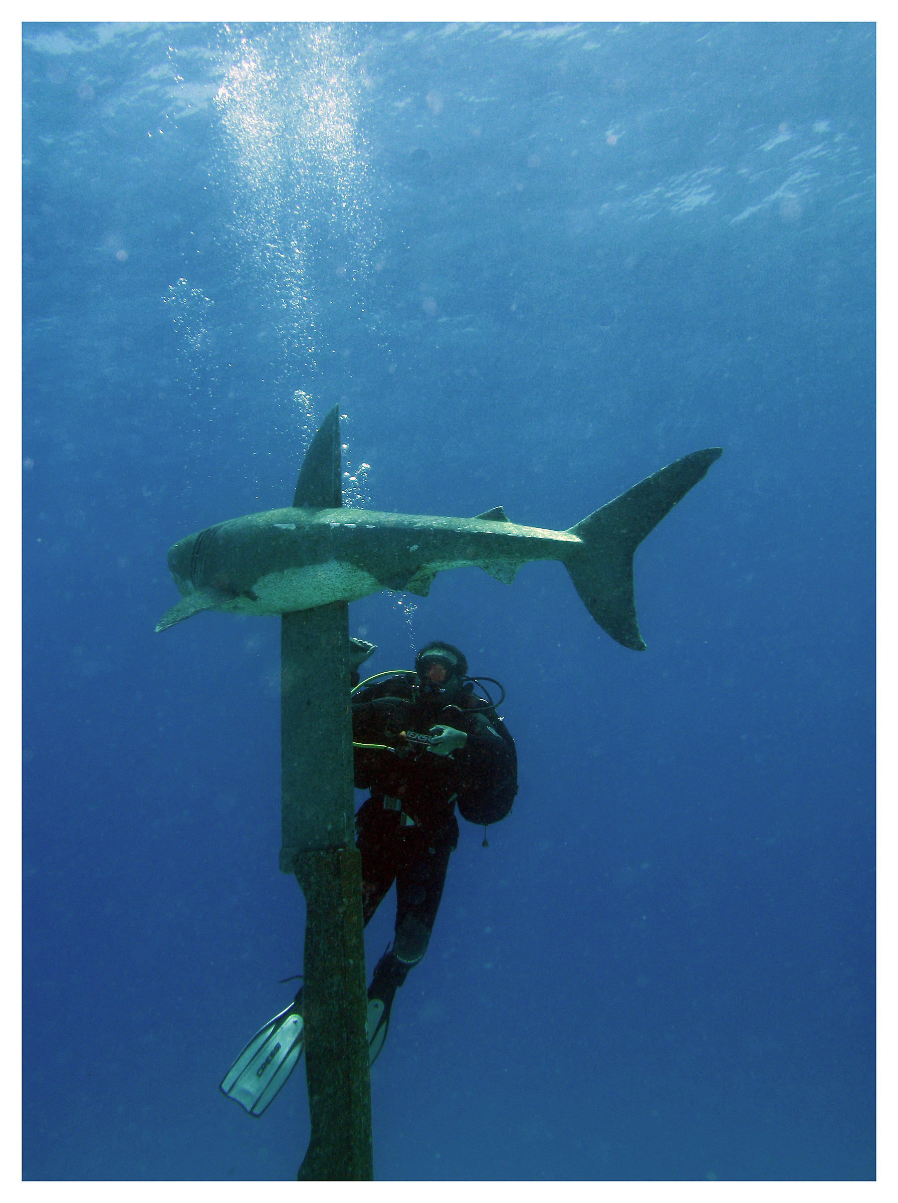 The real killer man of the seas