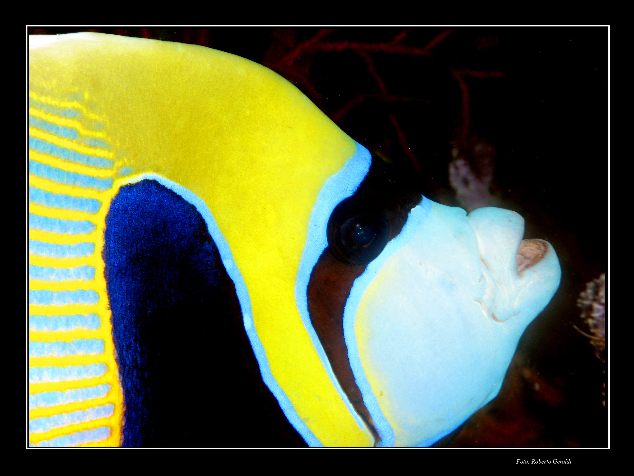 Pesce angelo imperatore- ritratto