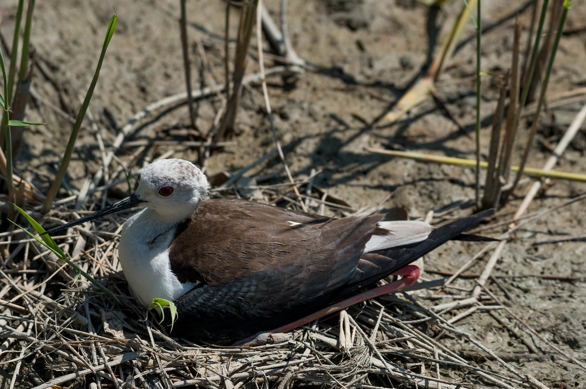 Waiting for the happy event