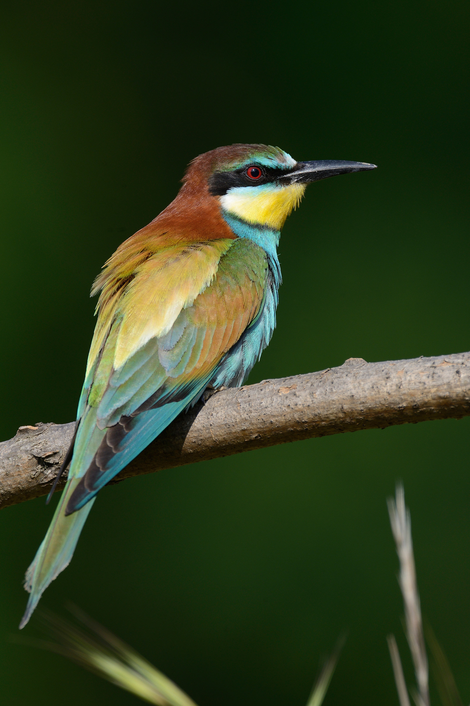 Gruccioe con il 600 FL e il 2X pixel reali