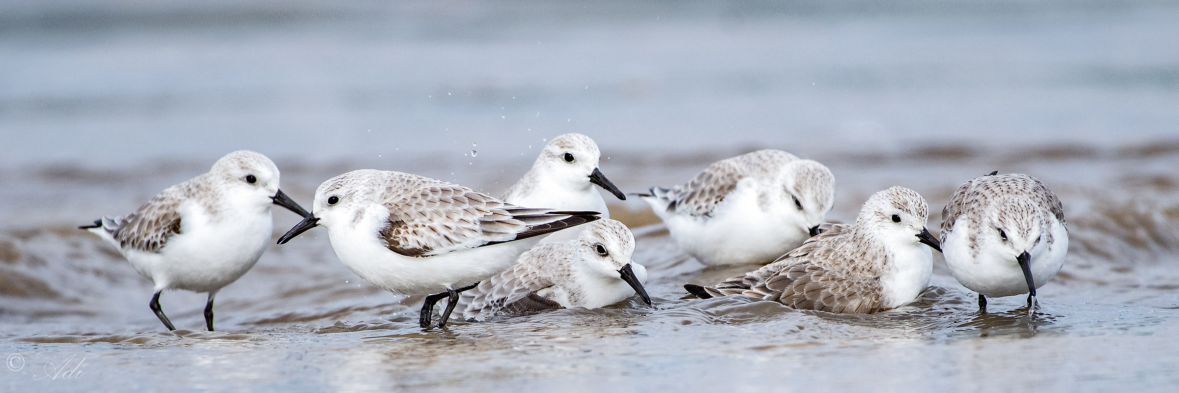 Sanderlings