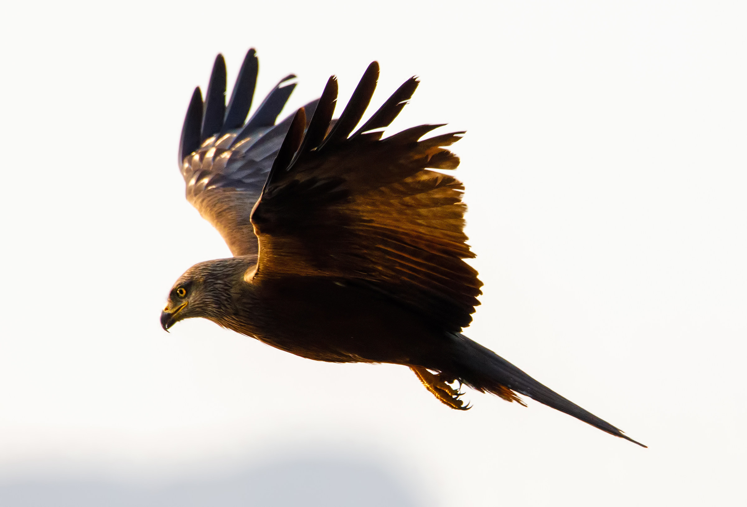 il mio nuovo amico .....al tramonto controluce.