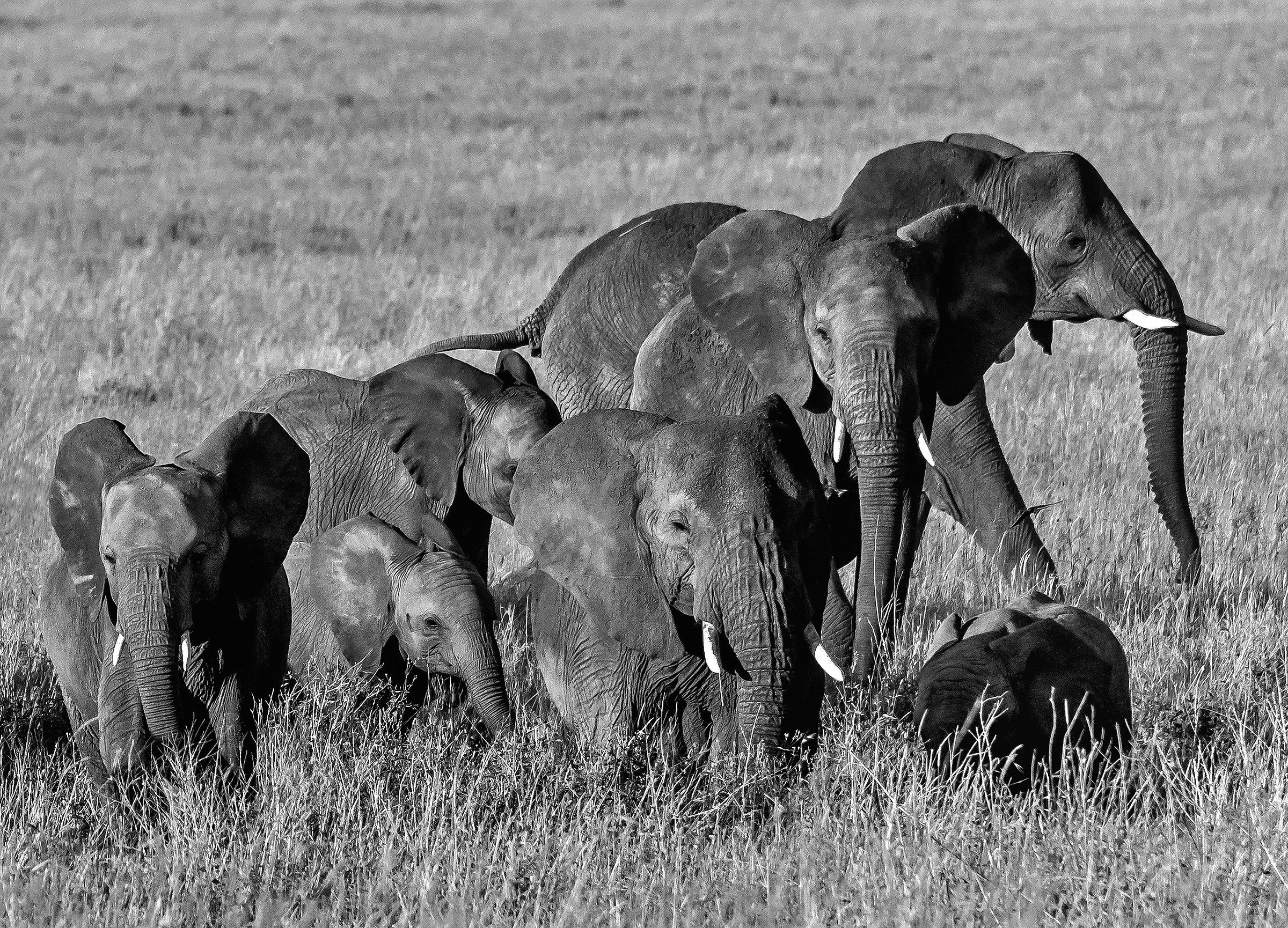 Tanzania 2017 - Elephants B&W