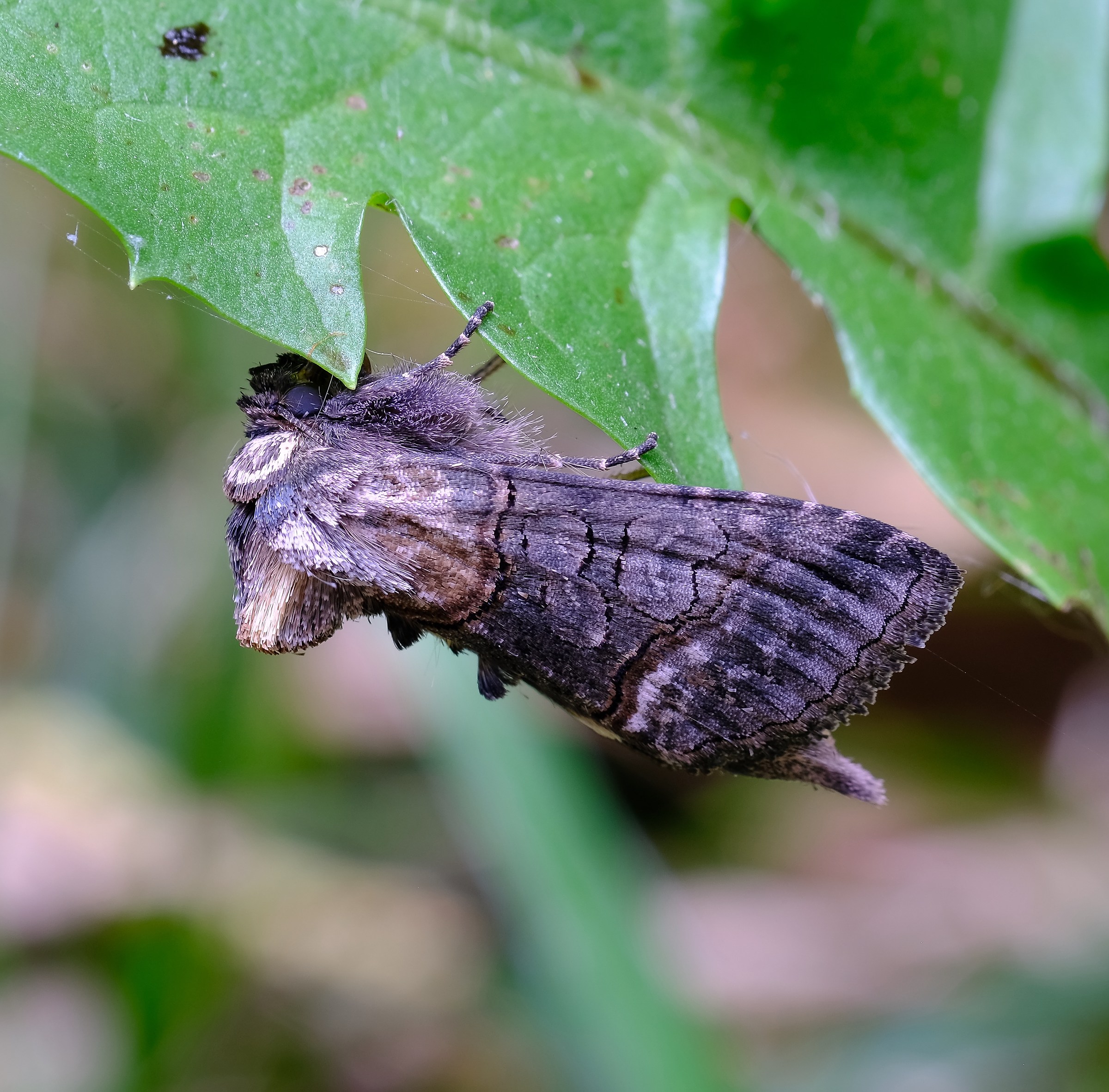 Falena , qualcuno sa identificarla ?