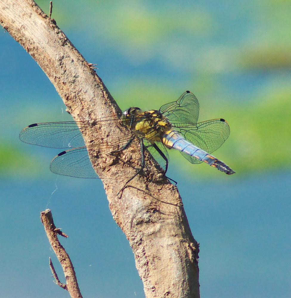Dragonfly