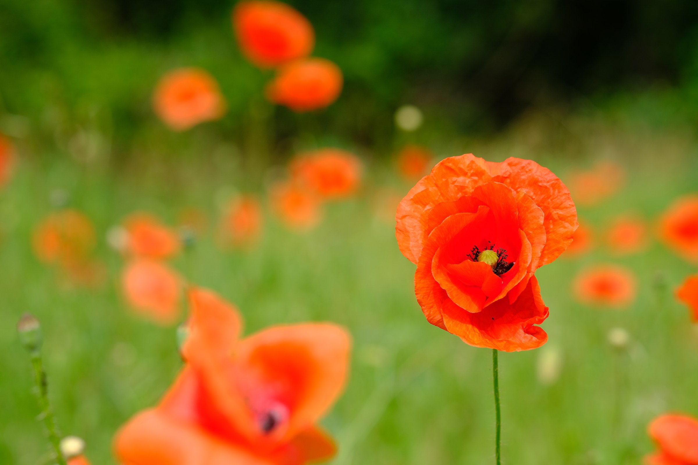 Poppies