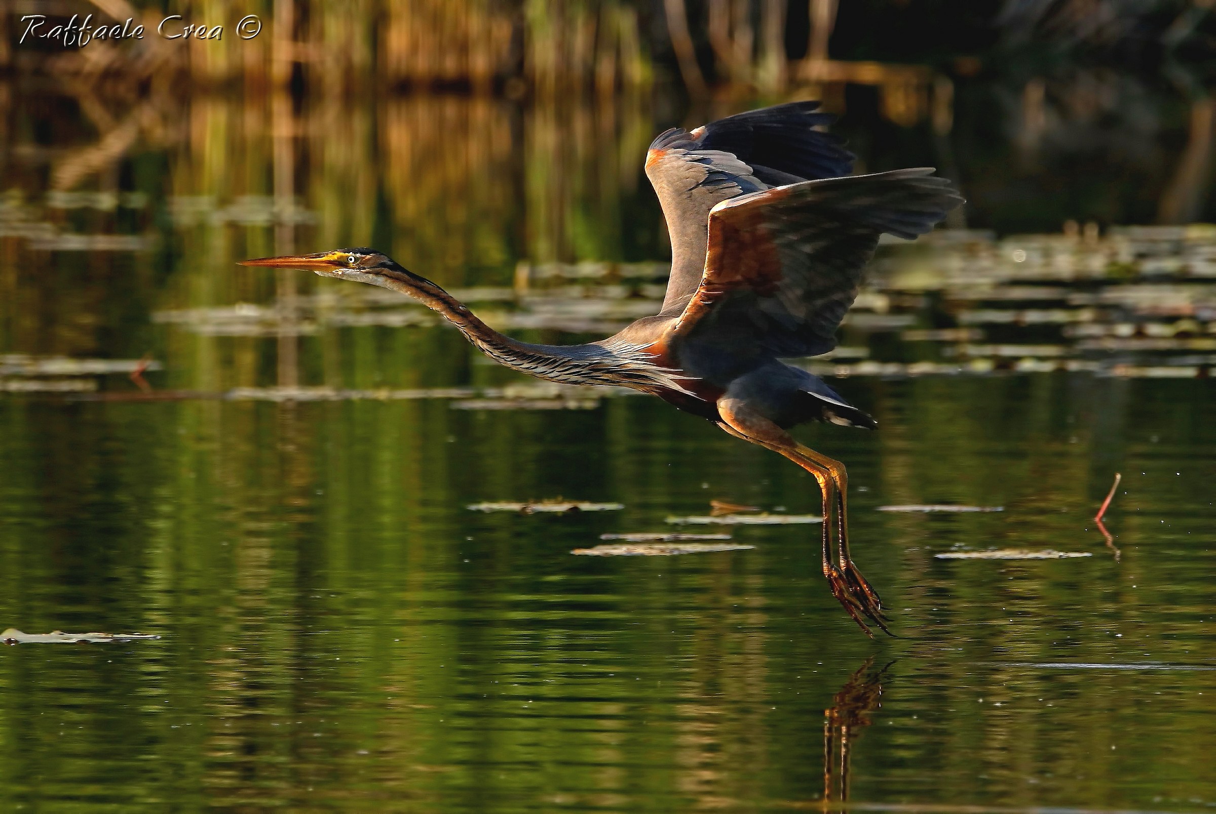 Red Heron. The Sunset