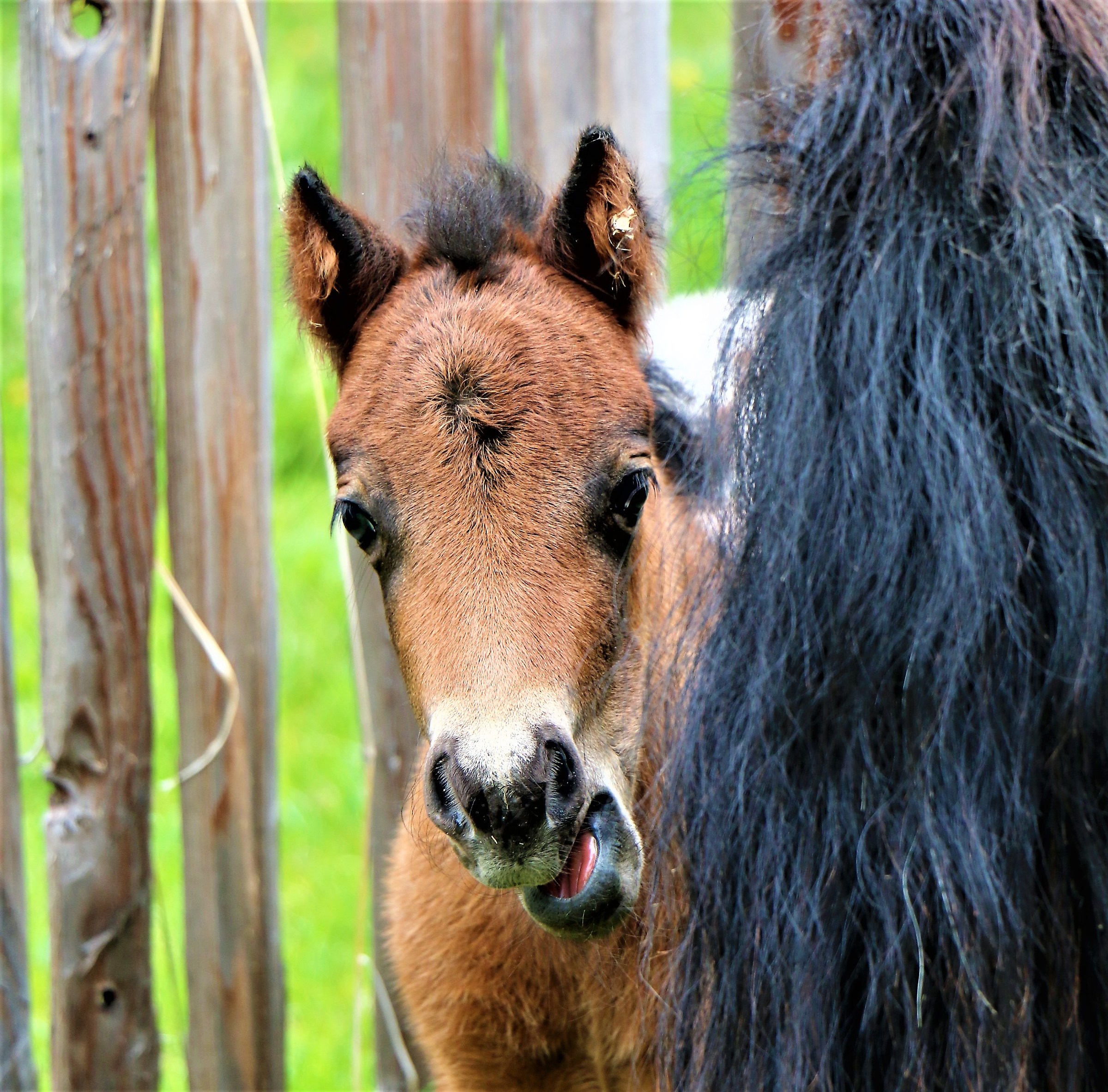 Of an impressive timidity