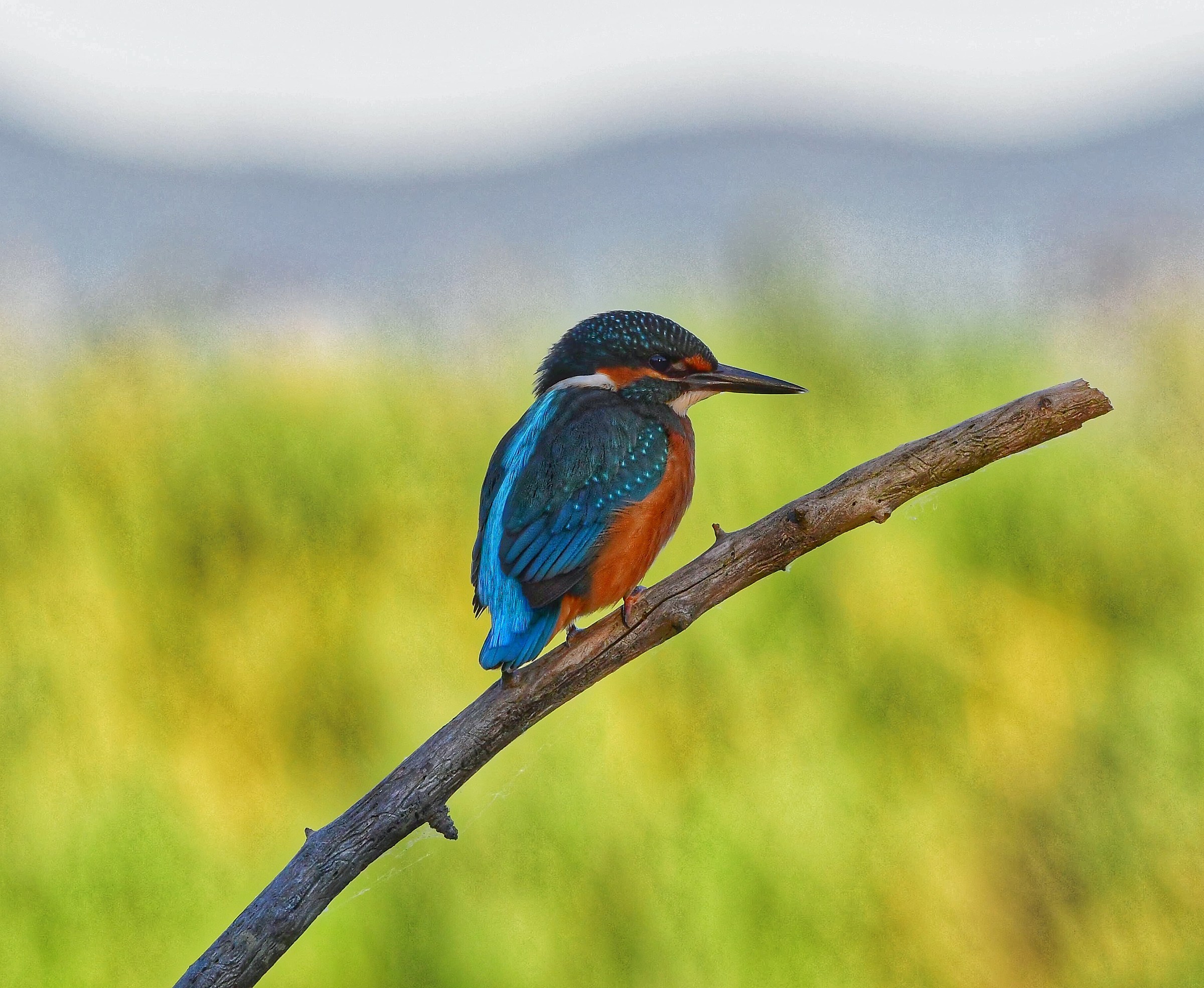 Kingfisher