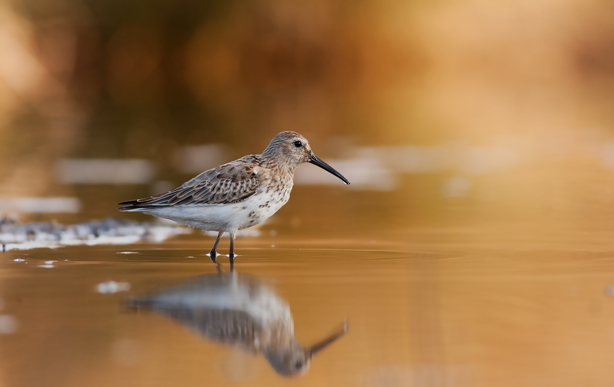 piovanello pancianera