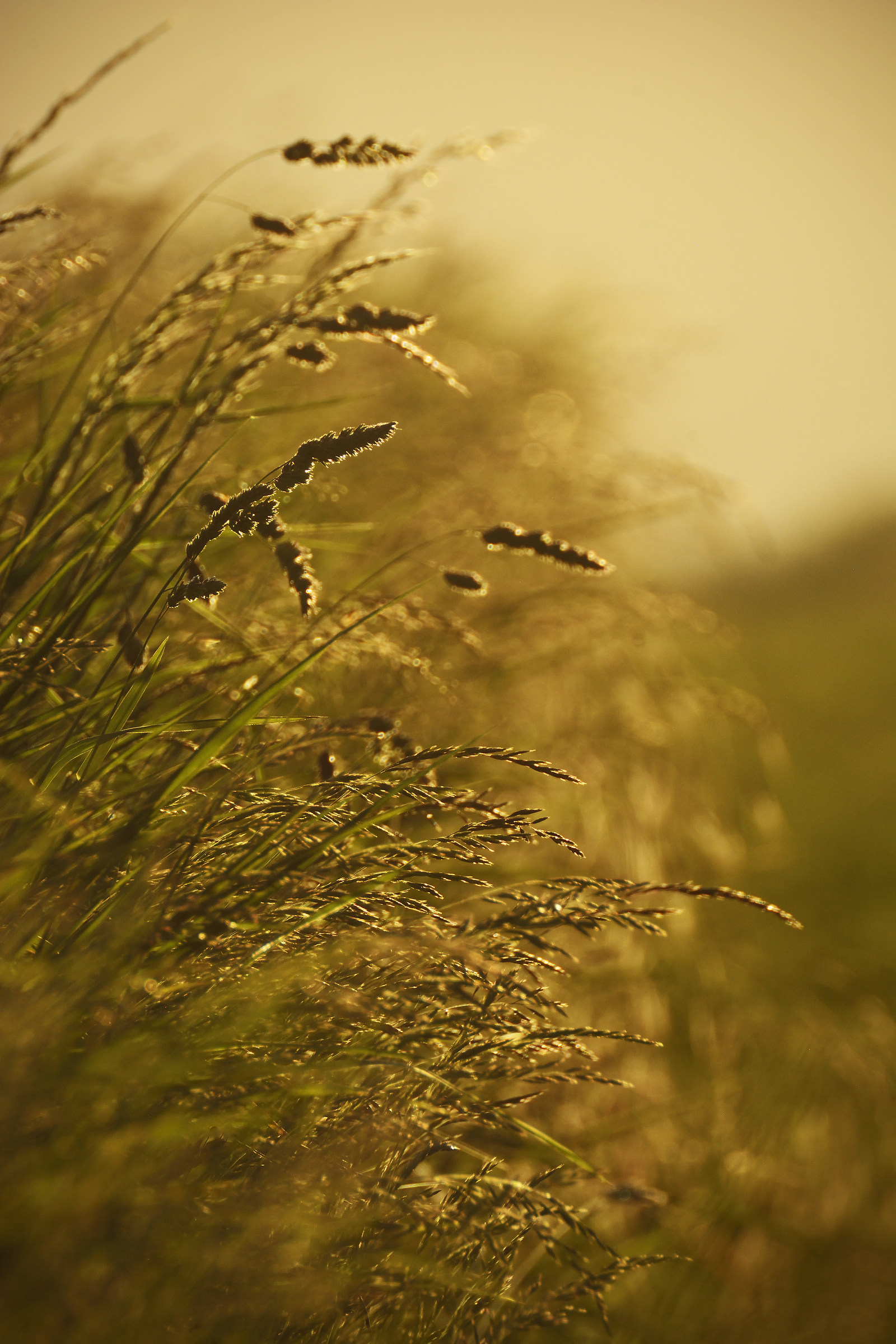 Le Erbe che Linea il Percorso Cammino