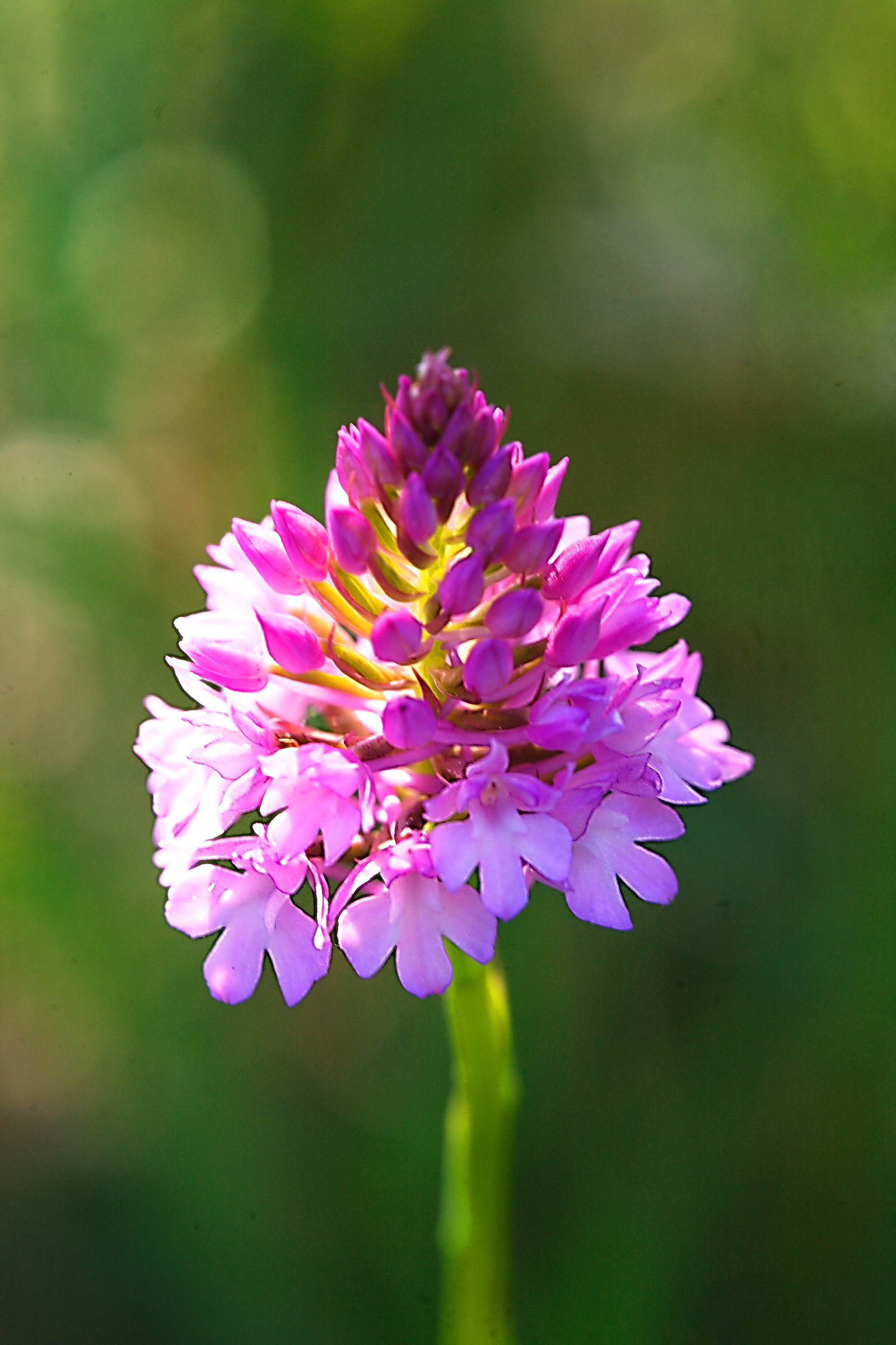 Anacamptis Pyramidalis