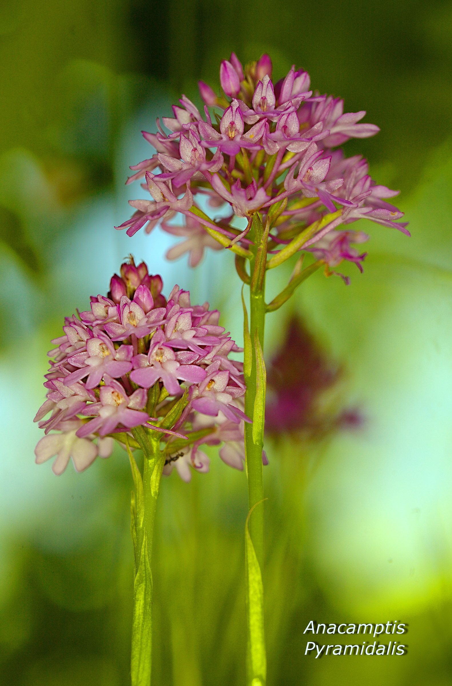 Anacamptis Pyramidalis