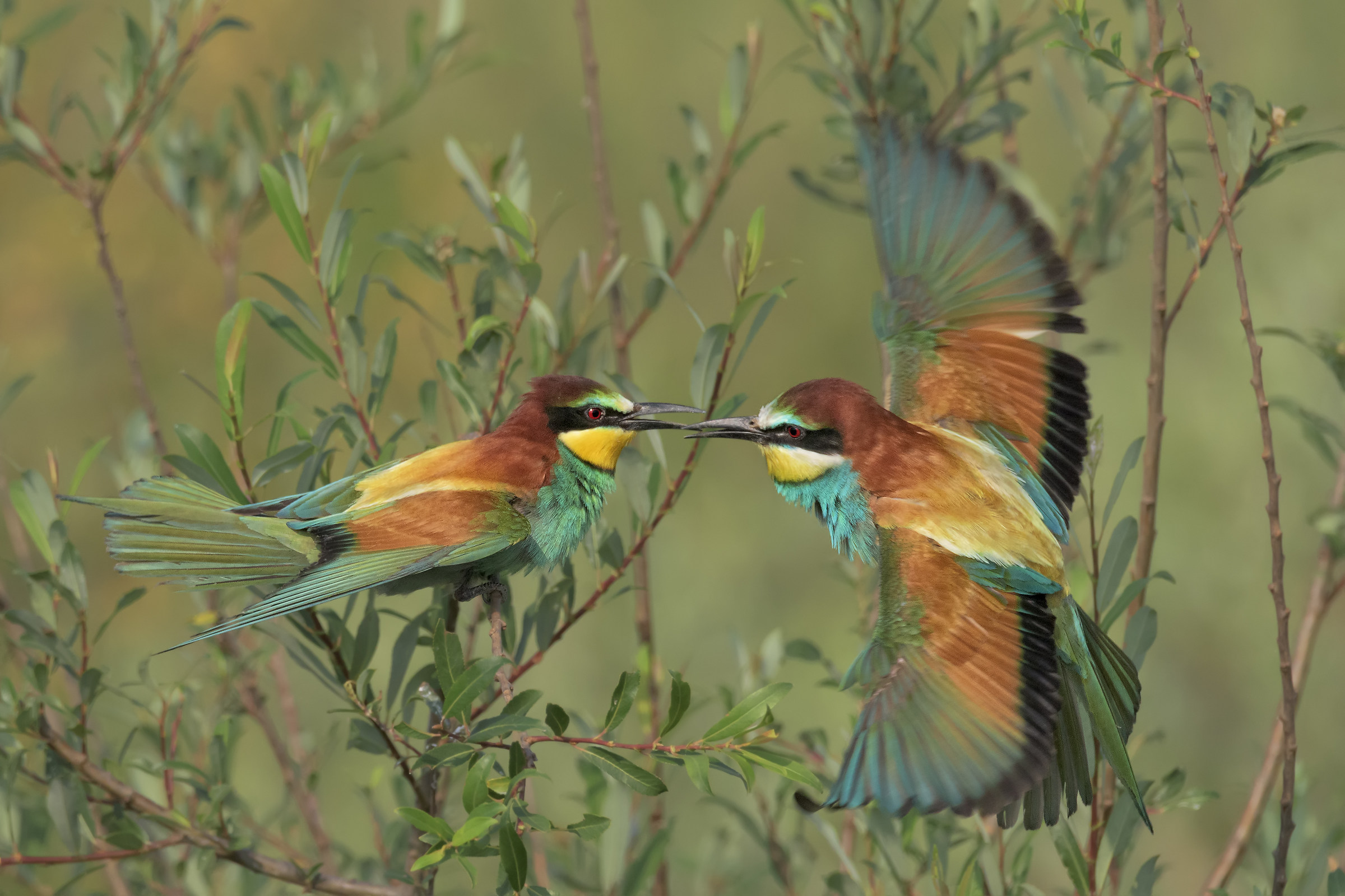 Gruccioni ambientati