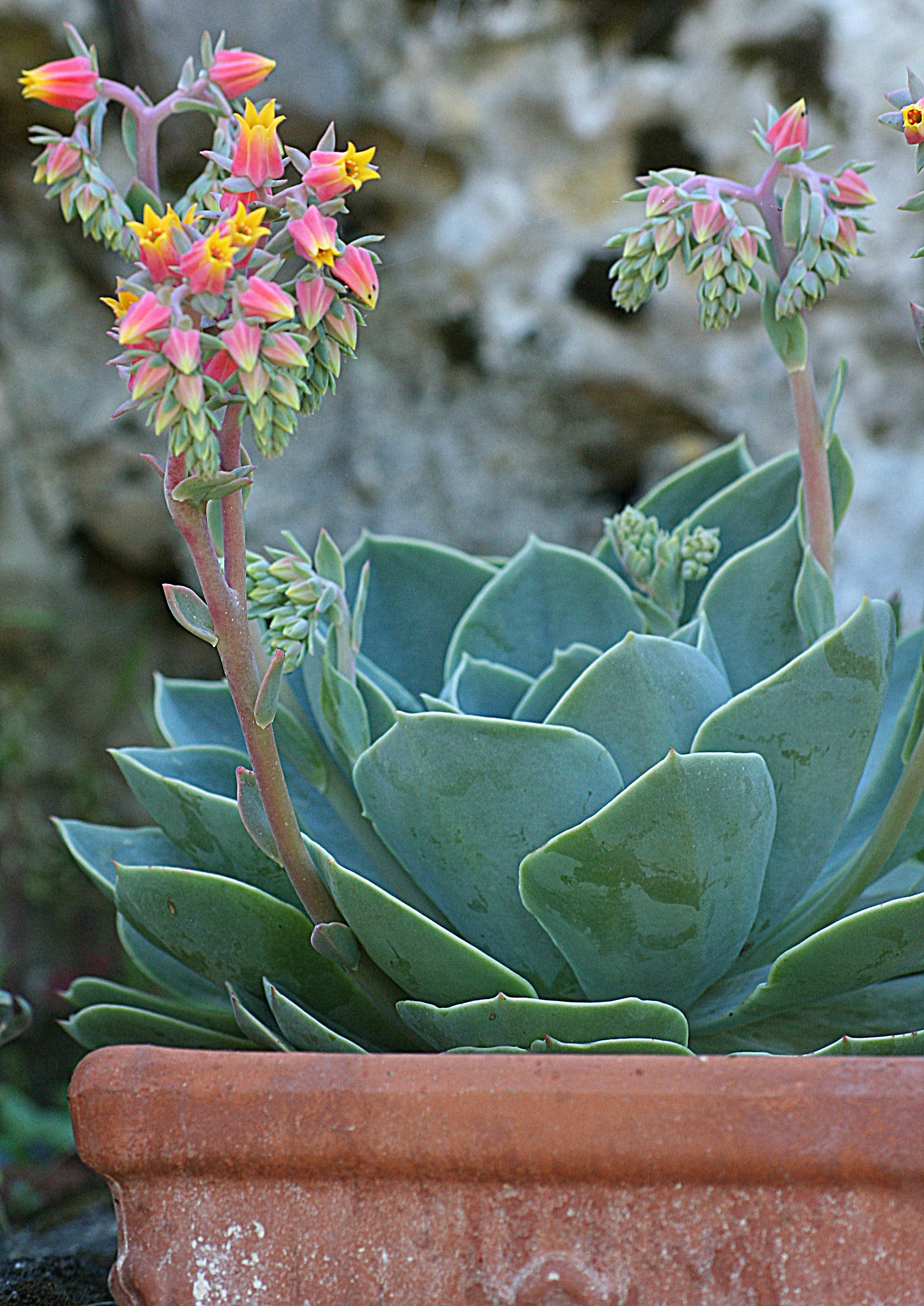 echeveria elegans