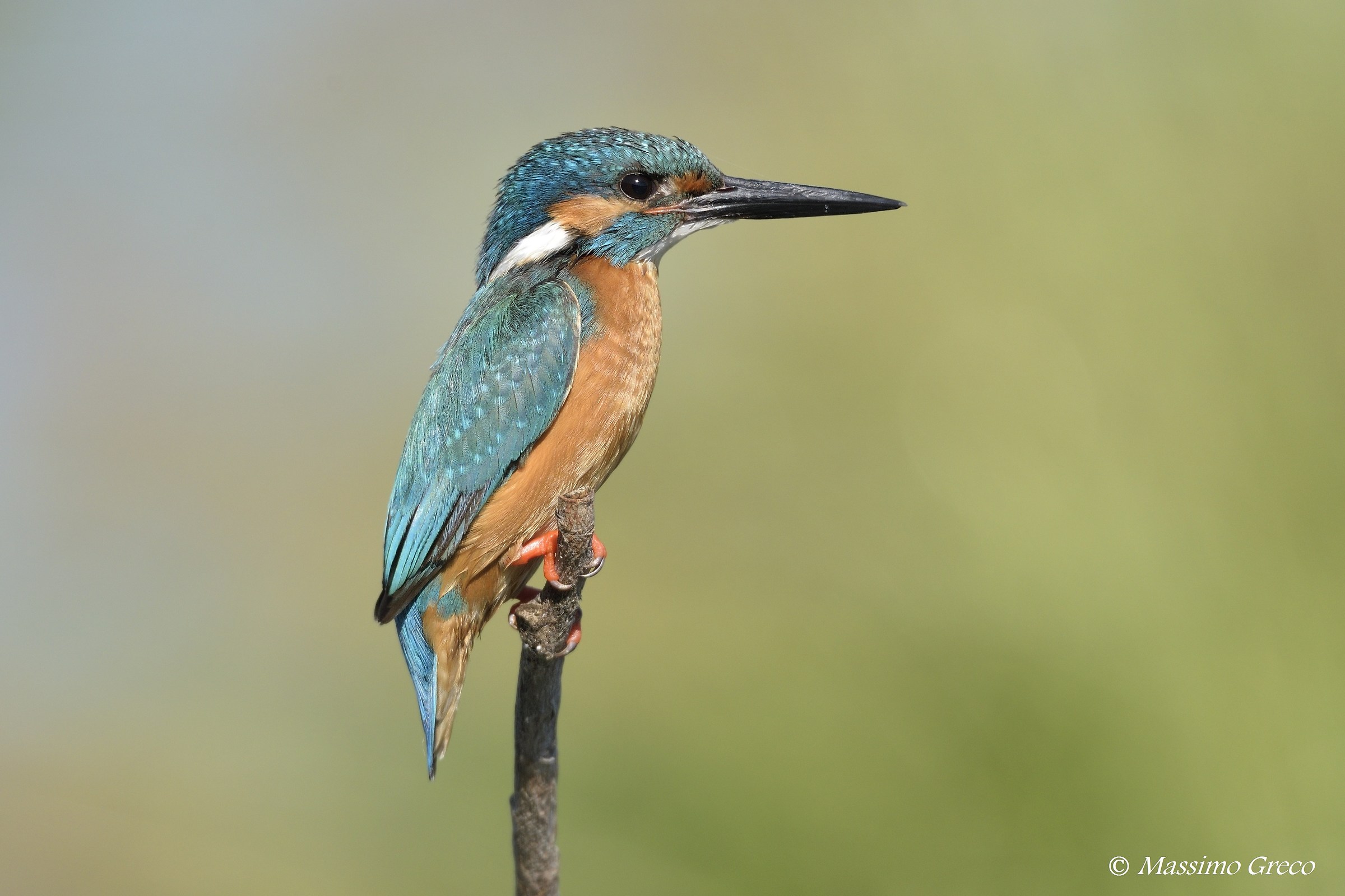 Kingfisher