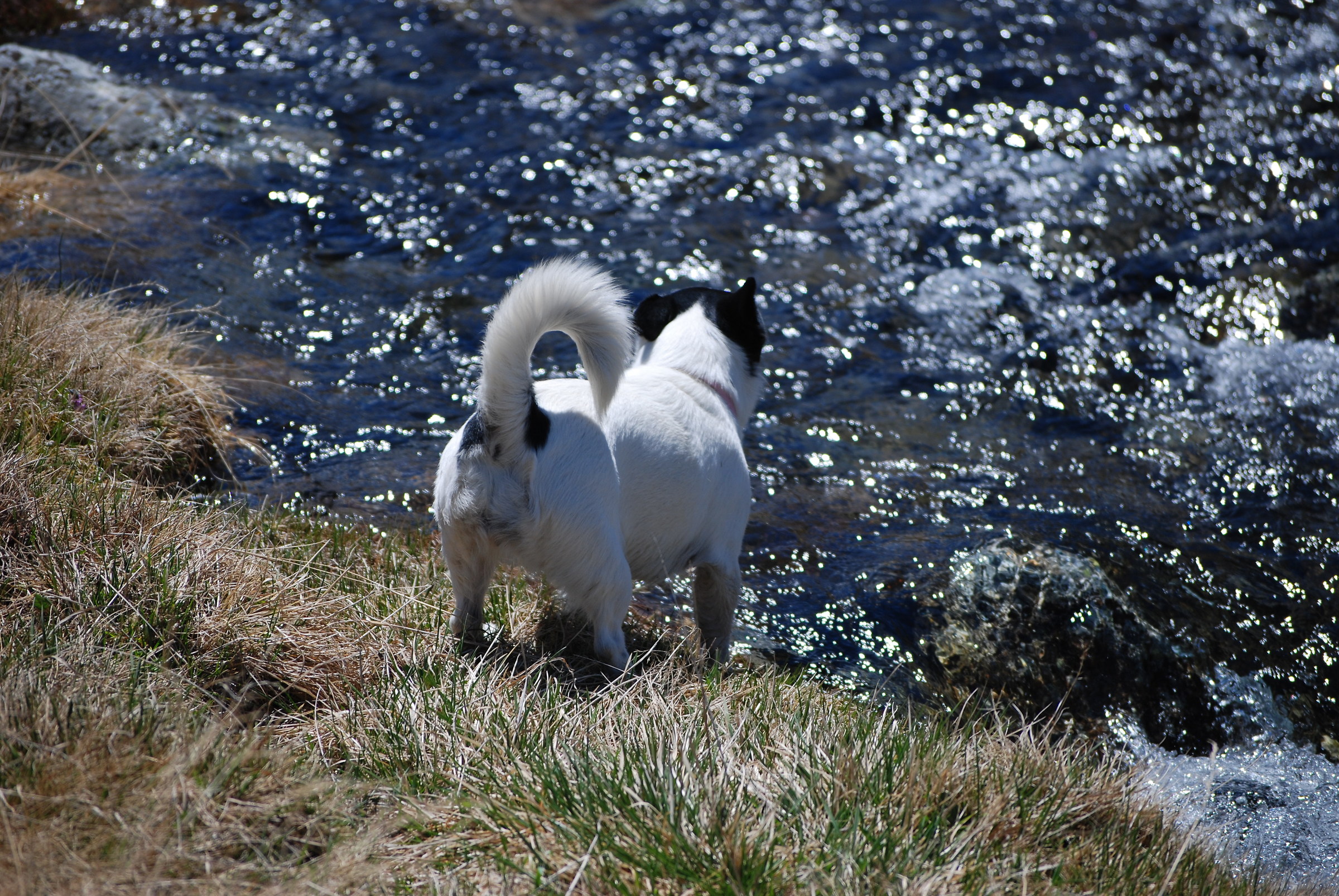 A dive where water is blue ...