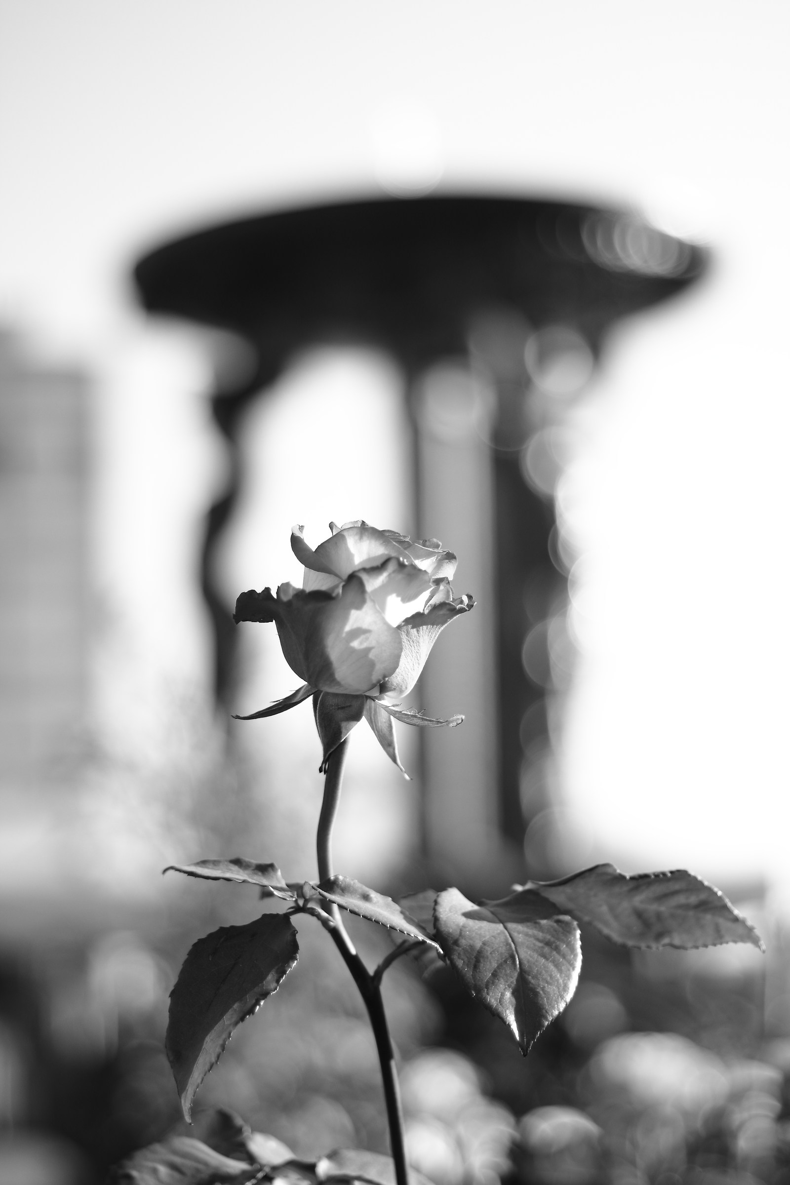 First steps towards the bokeh