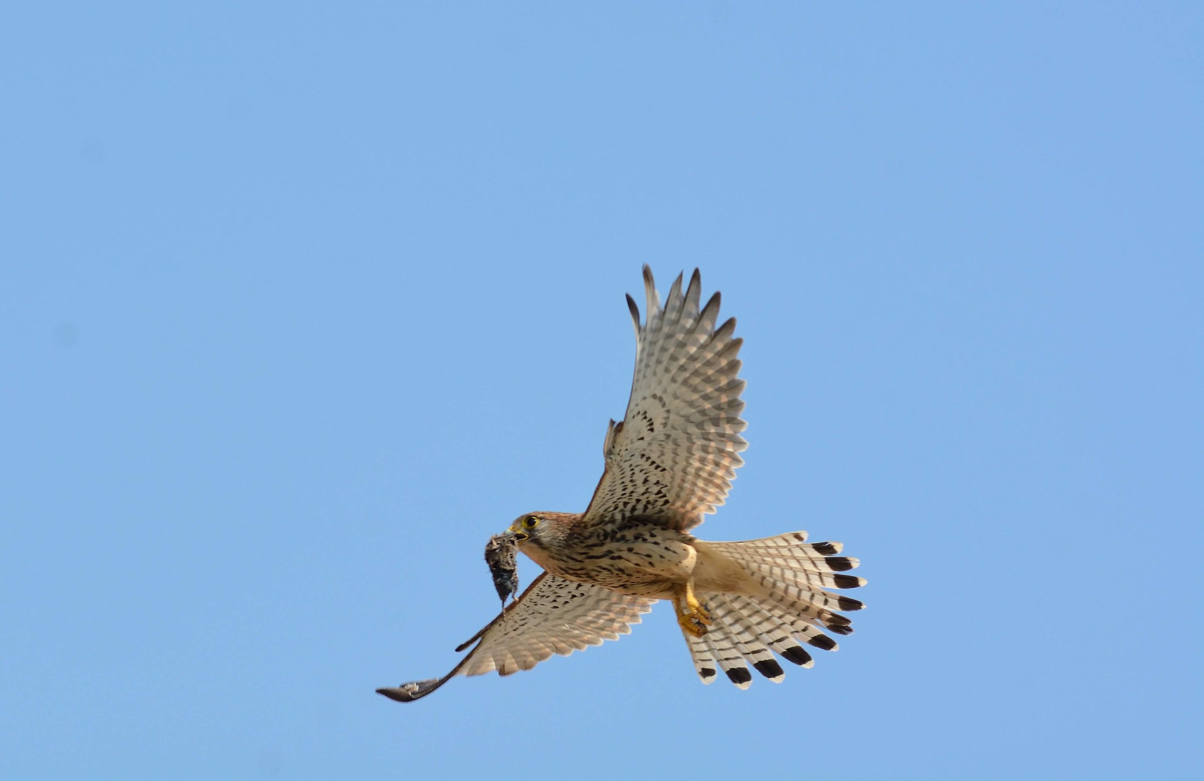 Kestrel with mousetrap ..