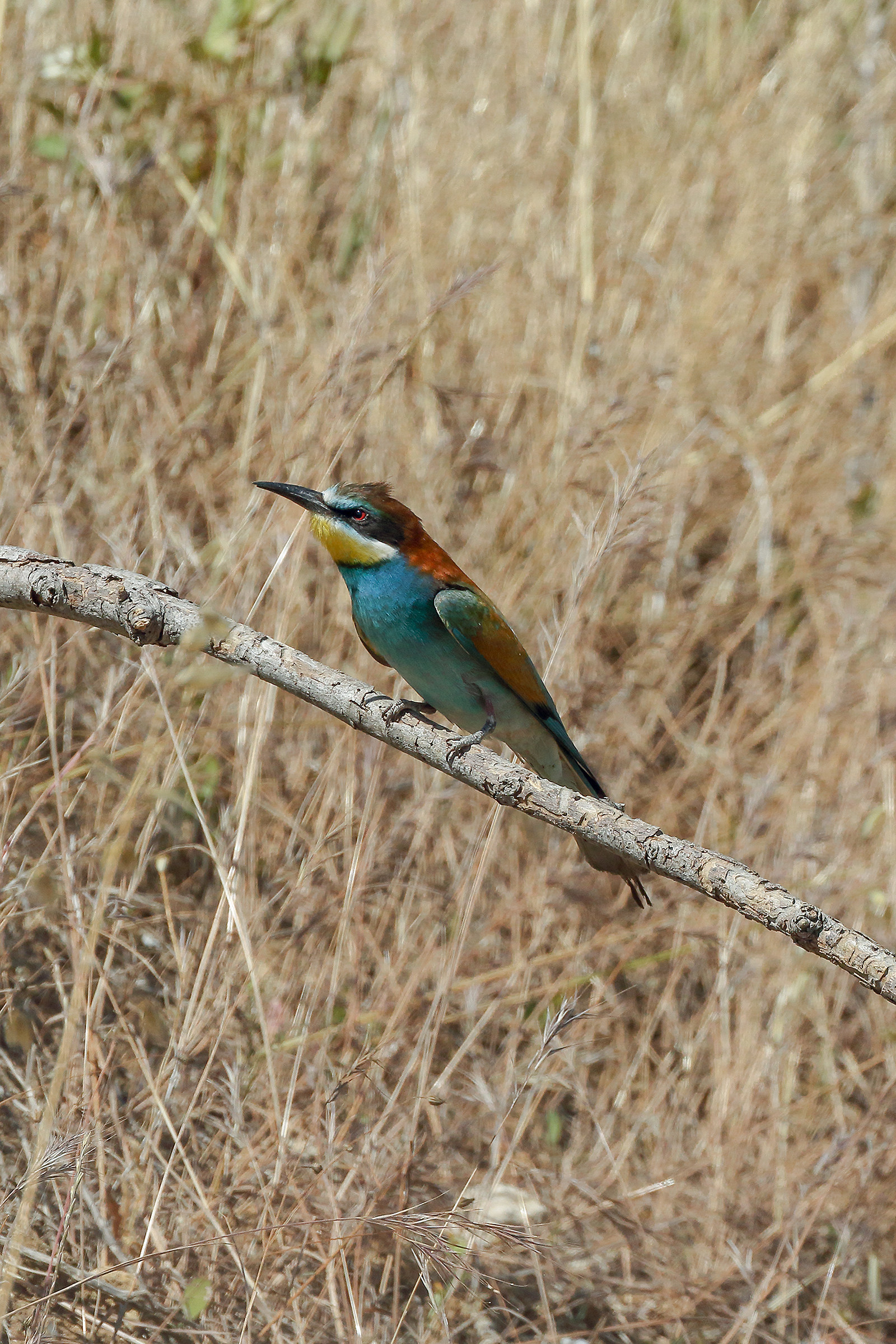 Waiting for the companion