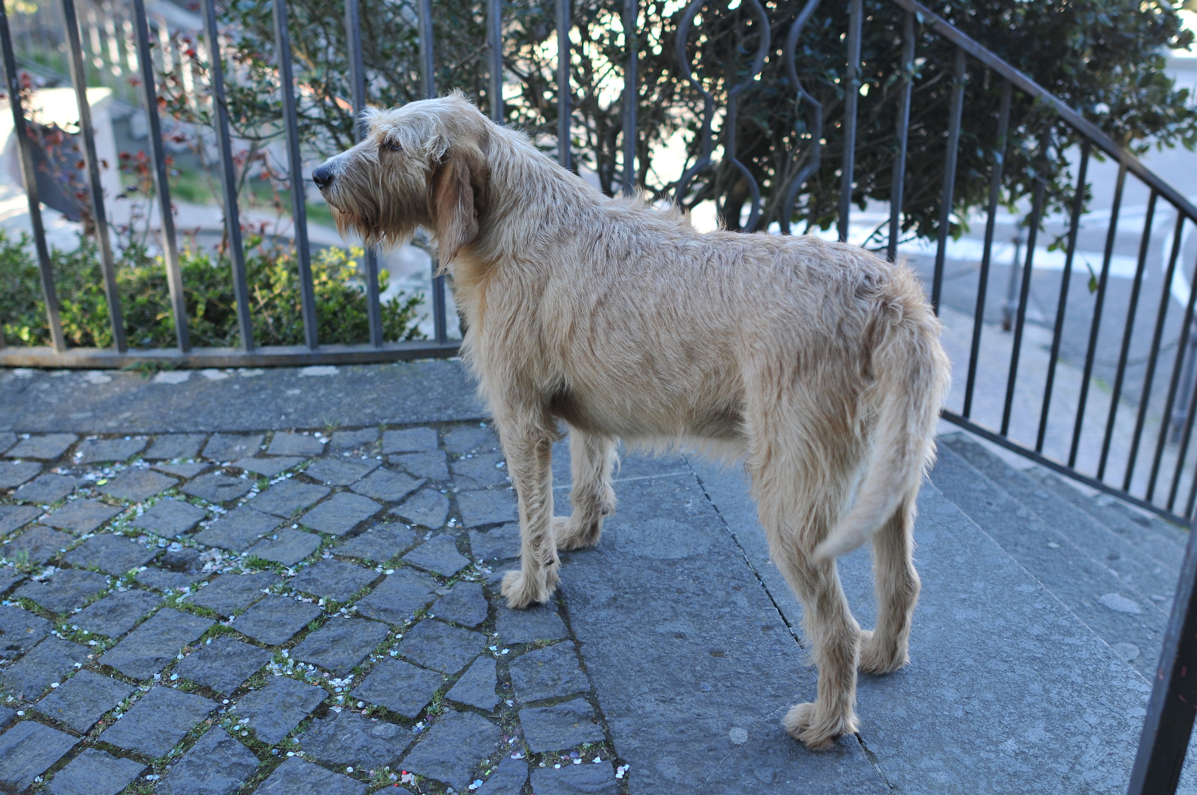 il mio Amoroso Olmo.