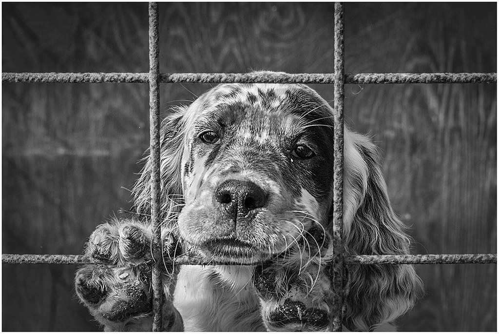 Cage puppy