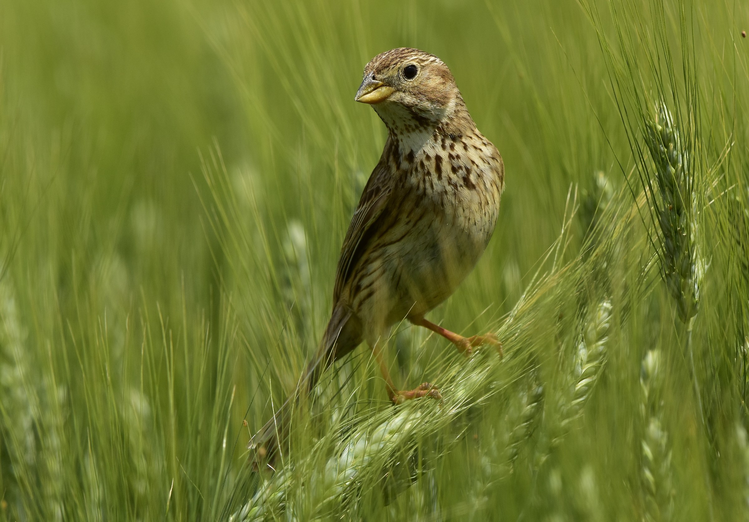 The shriek in a wheat field