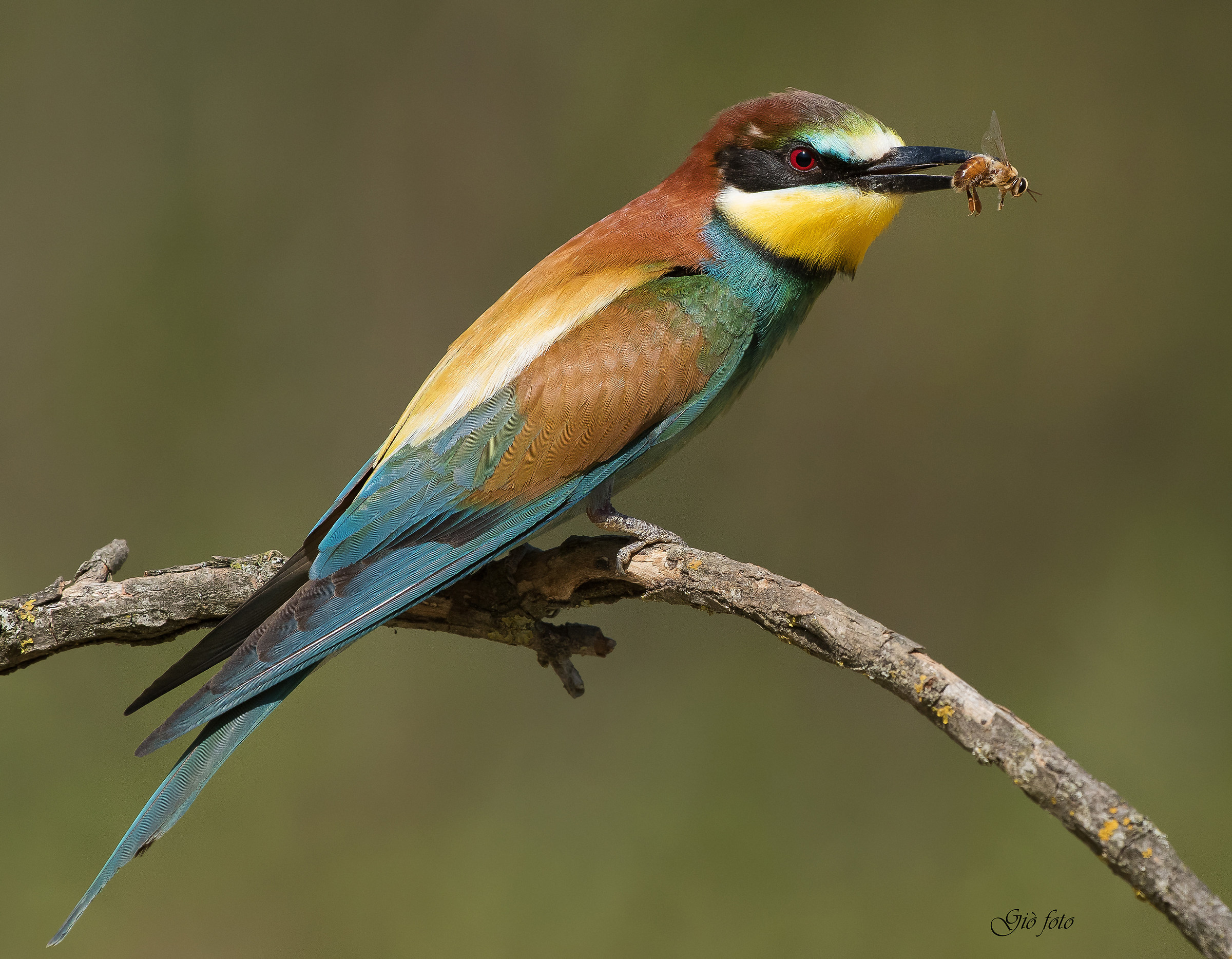 Super Gruccione con preda