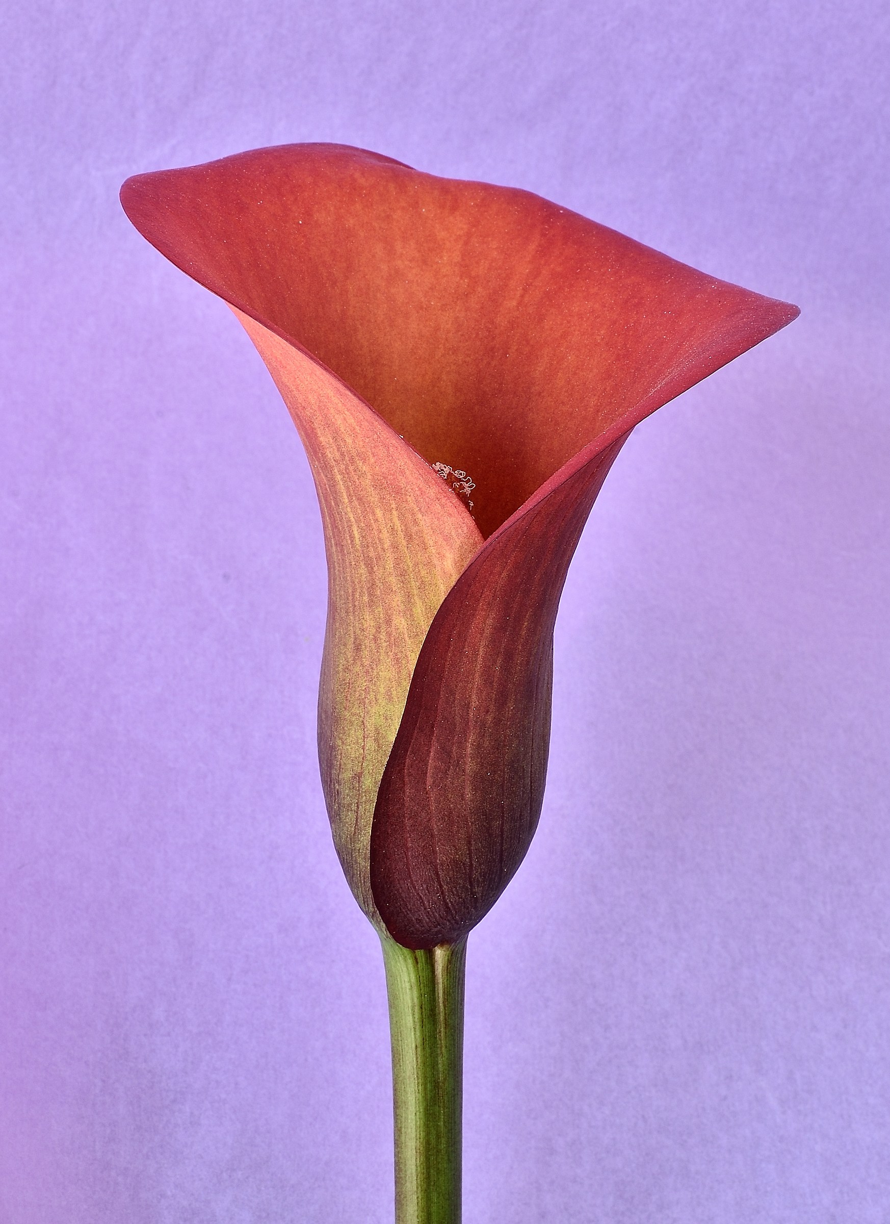 Red calla