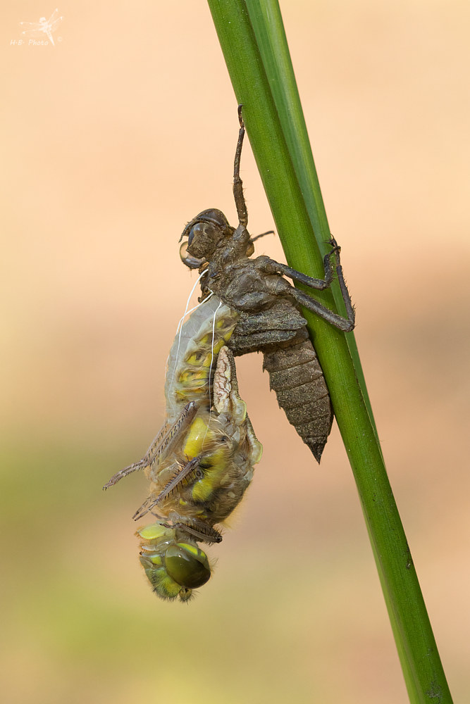 Libellula quadrimaculata, femmina, neonato