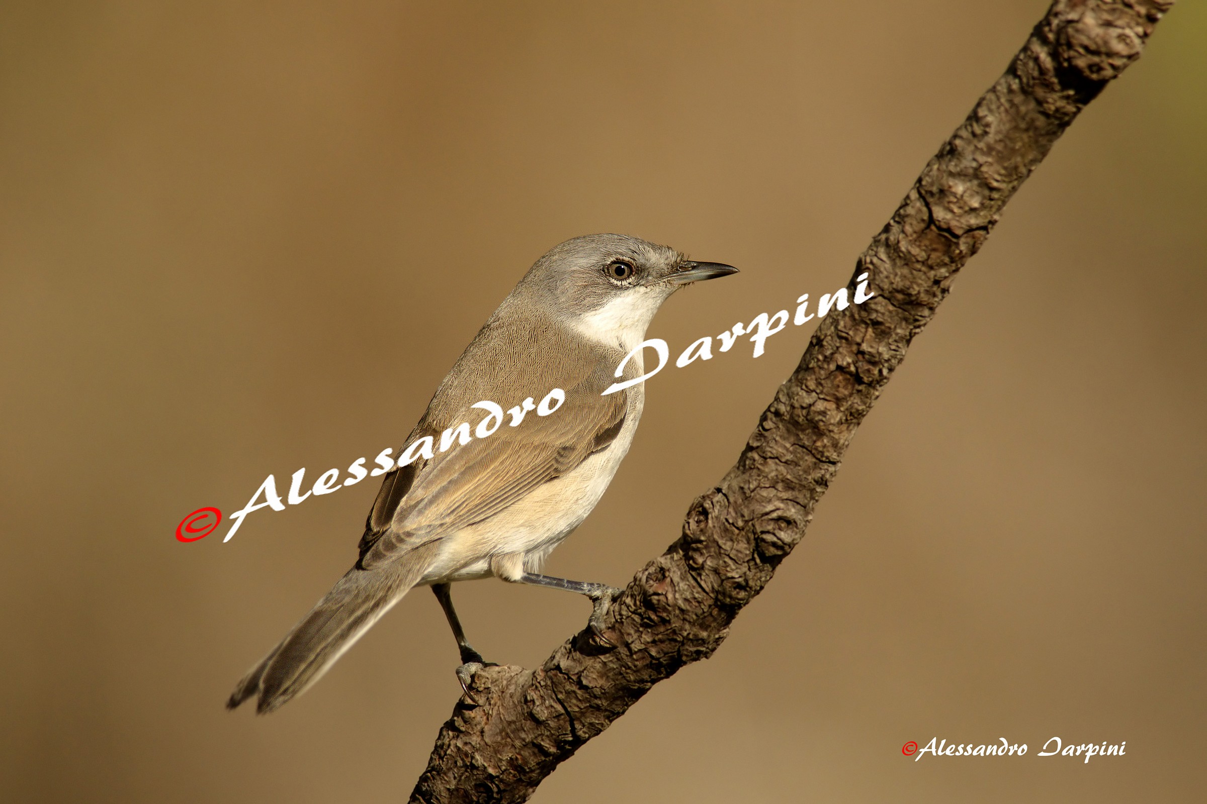 Bigia Grossa (Whitethroat) (Beccafico)