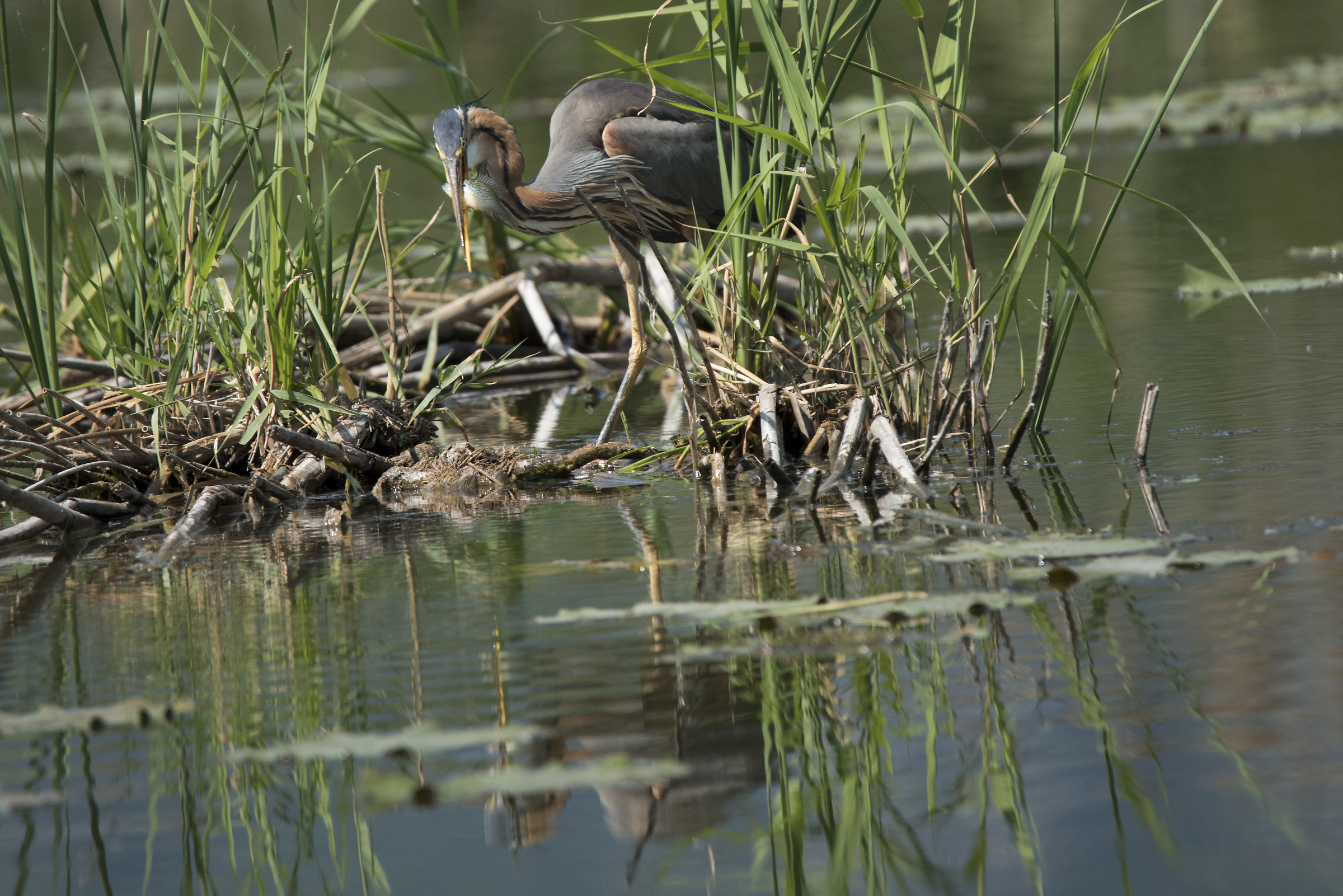 Small Red Heron