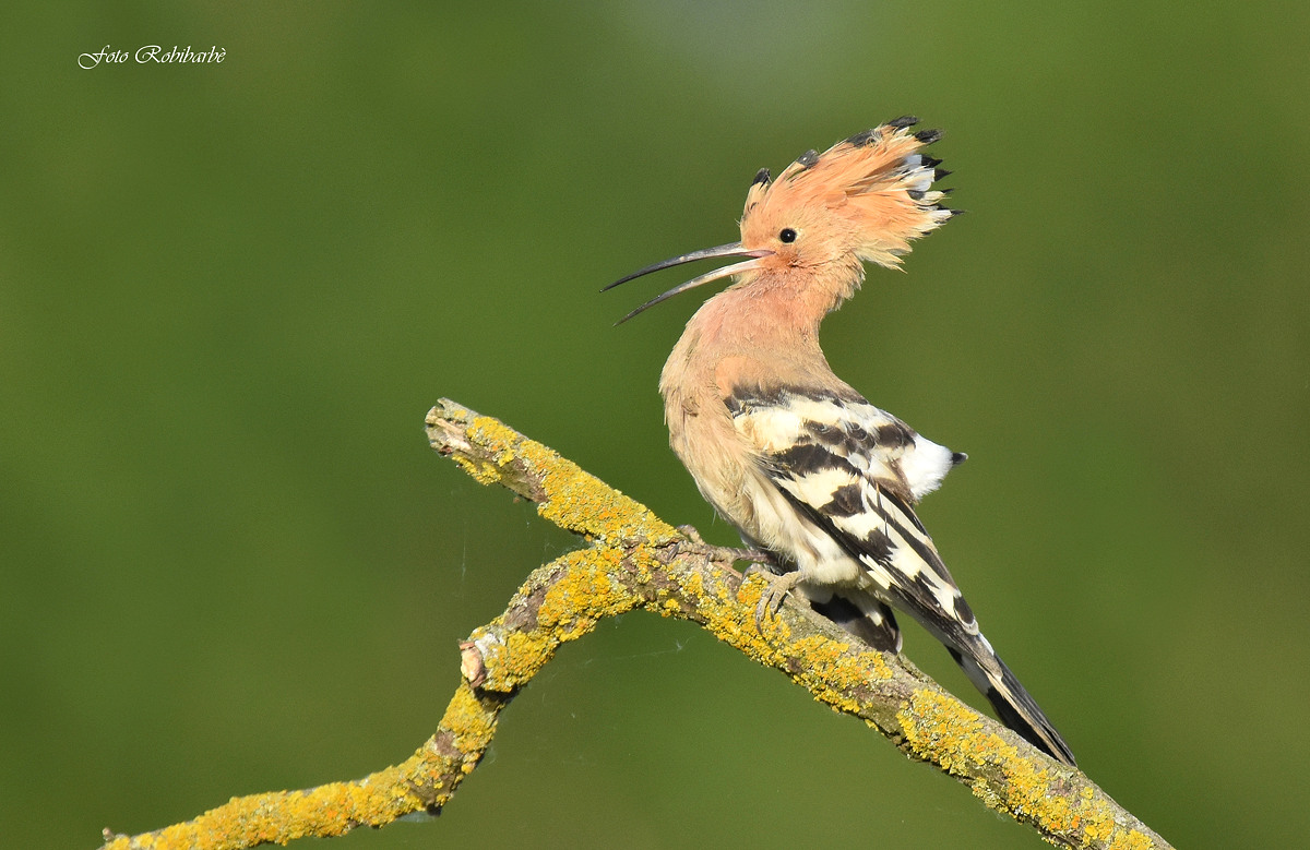 l' Upupa crestata...