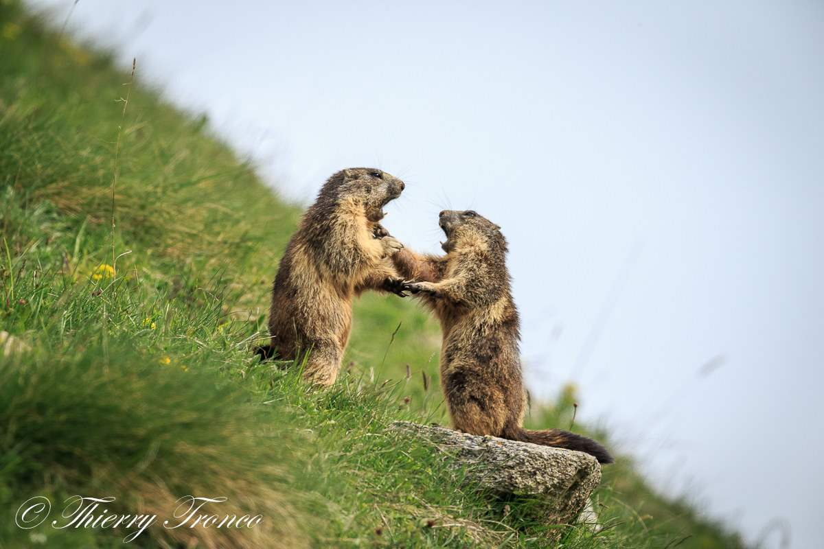 Prima regola del fight club...
