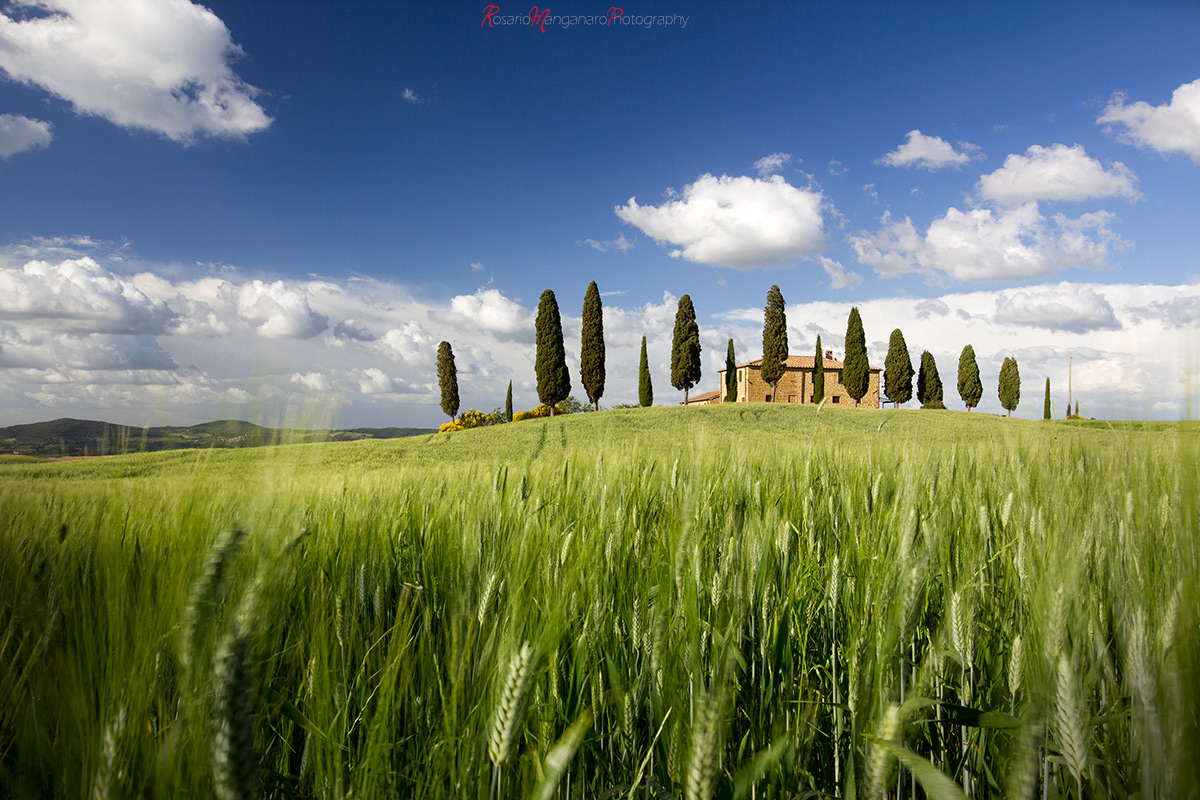 Quel campo di grano..