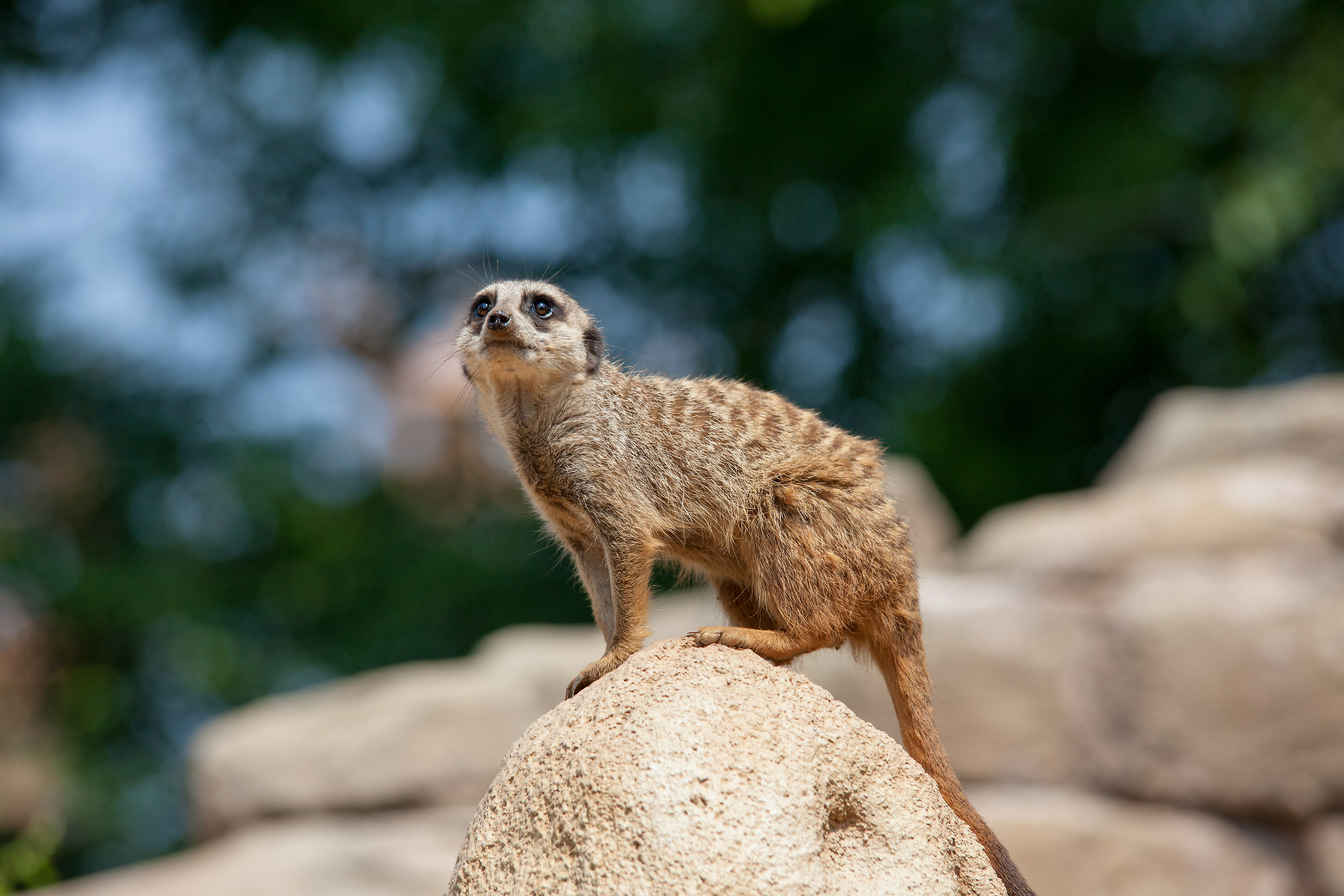 The suricate proud