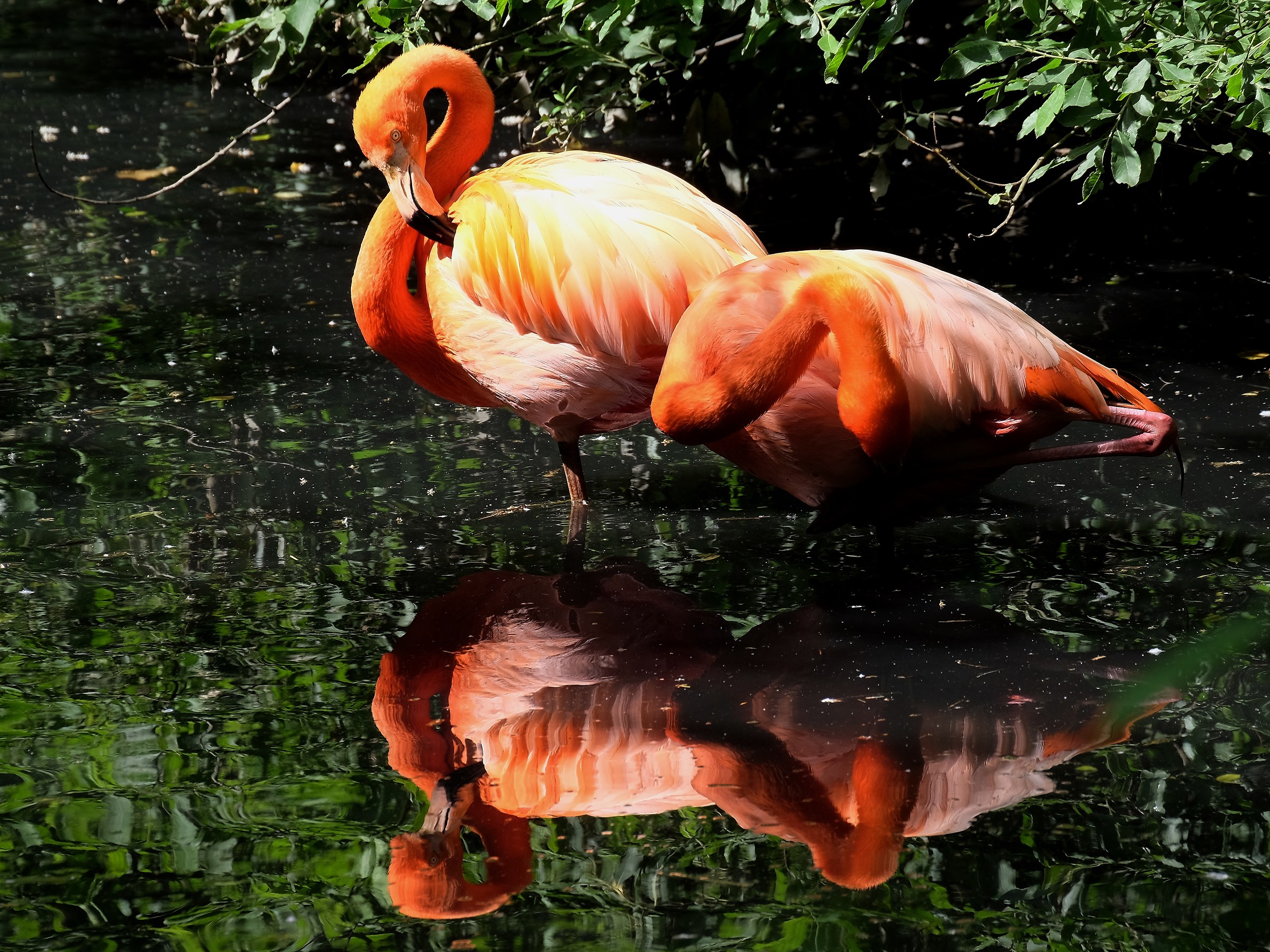 Il fenicottero di Cuba