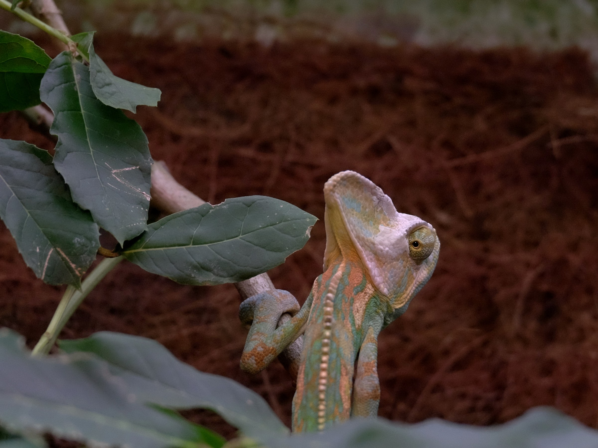 Lo strabismo del camaleonte