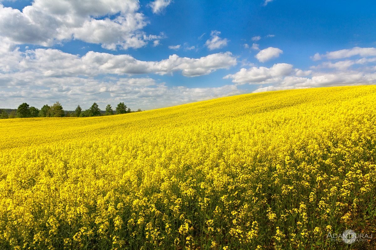 In cima alla collina