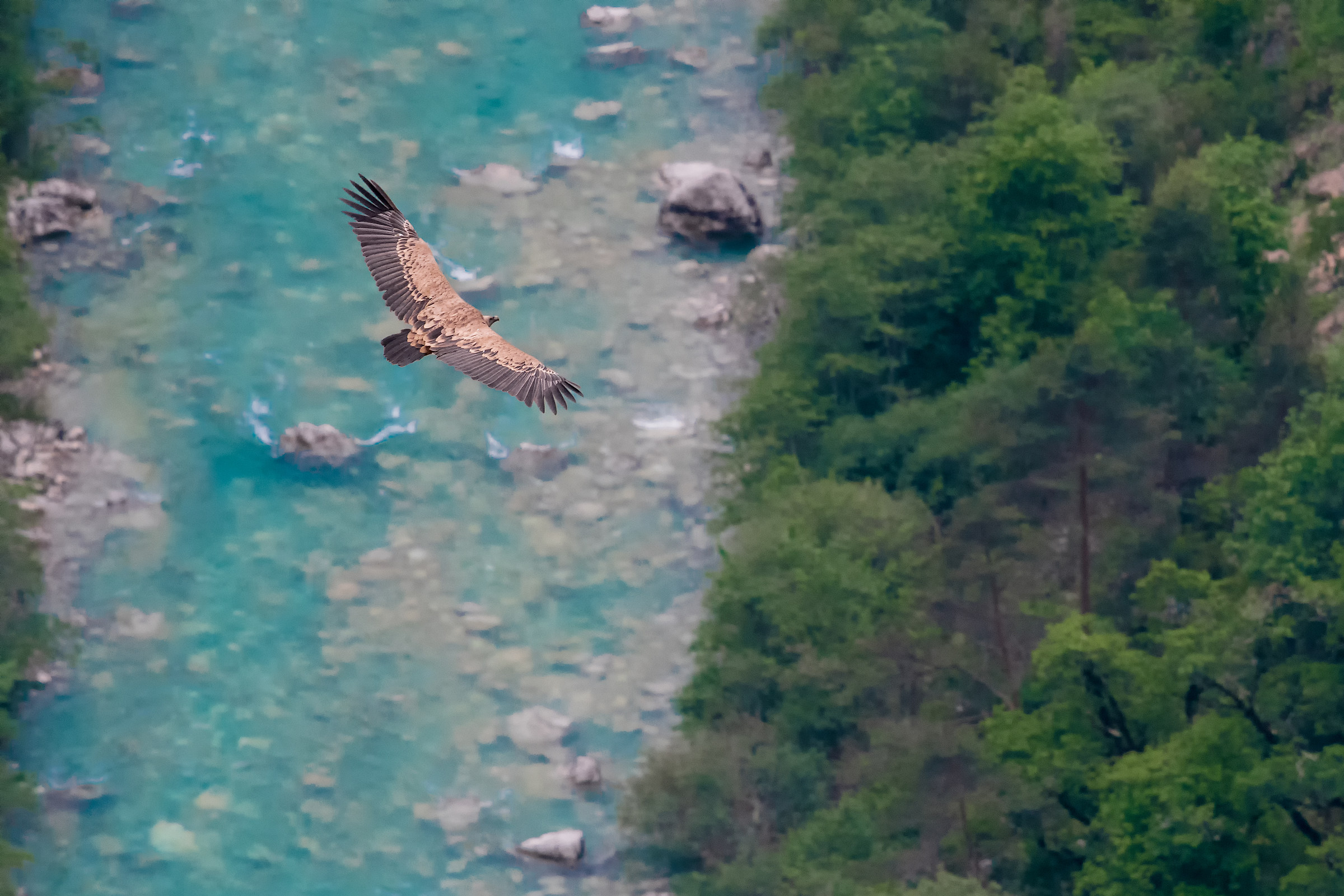 Griffin on the Verdon