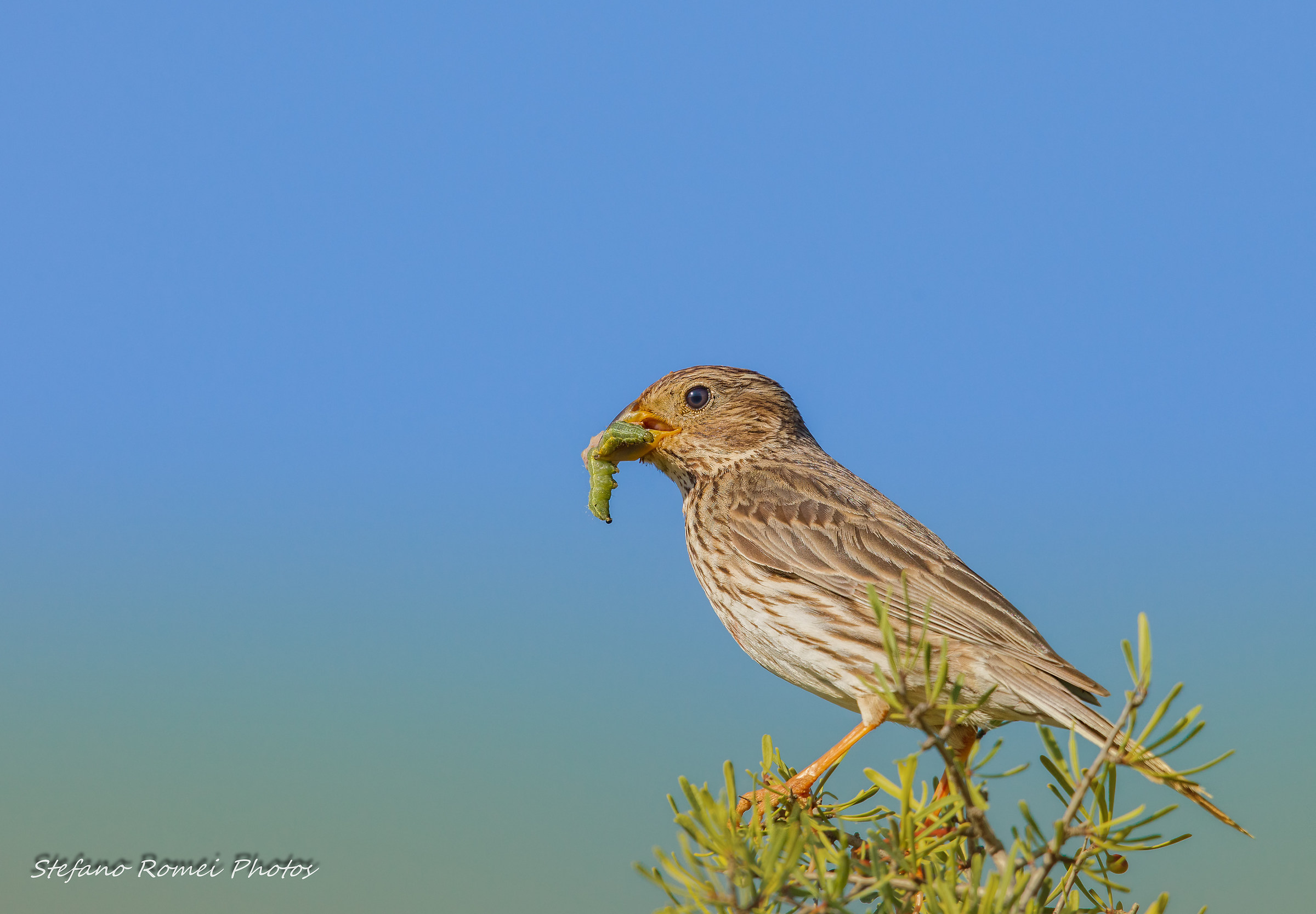 Strillozzo and bacarozzo