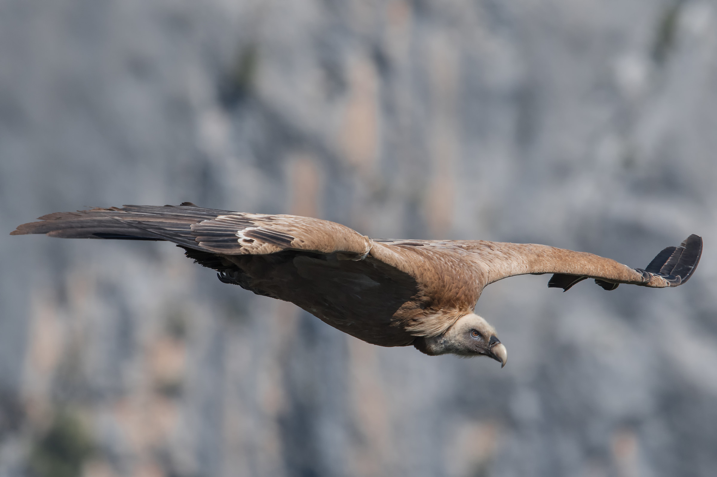 Griffin in the foreground