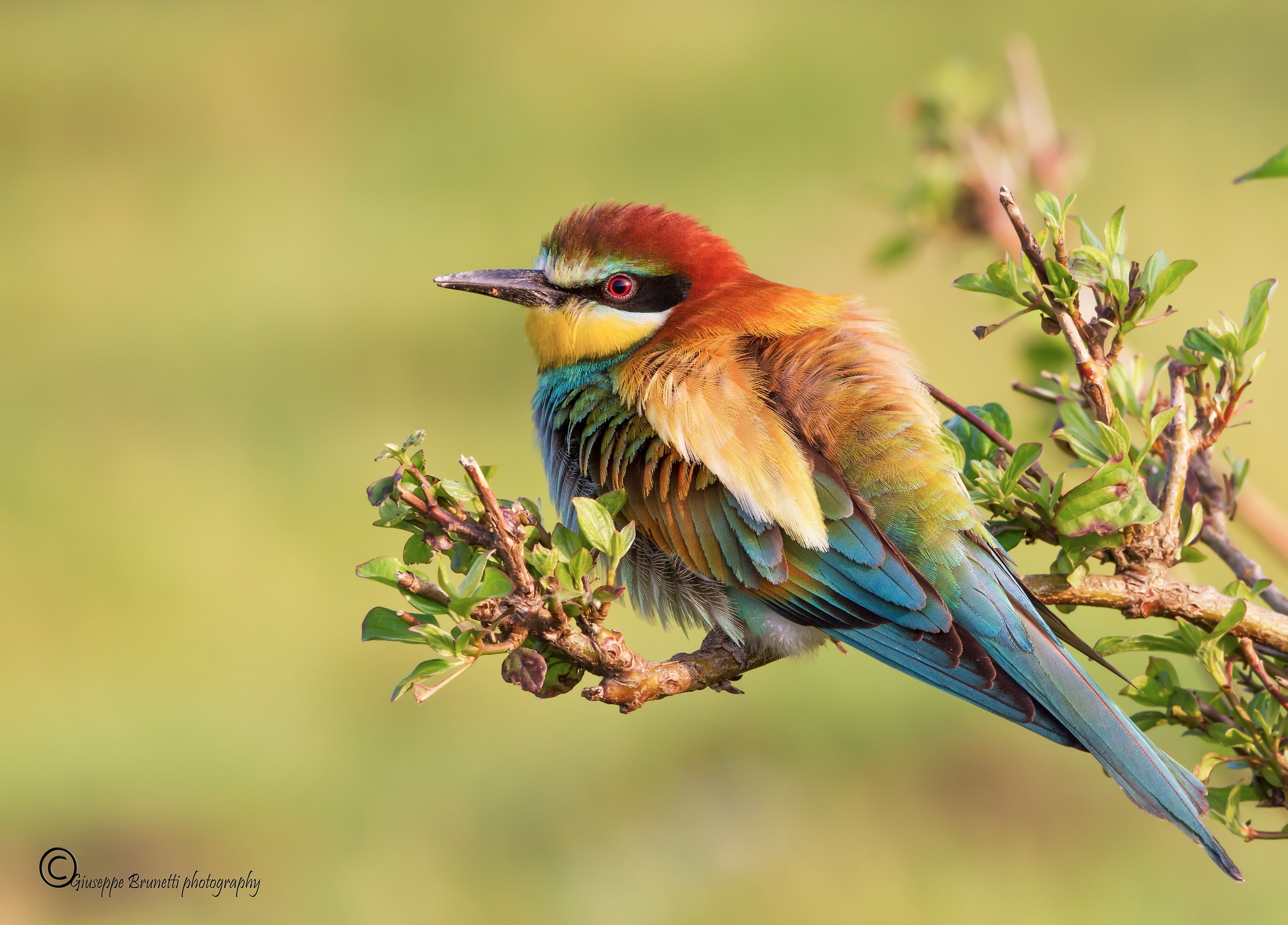 Bee eater
