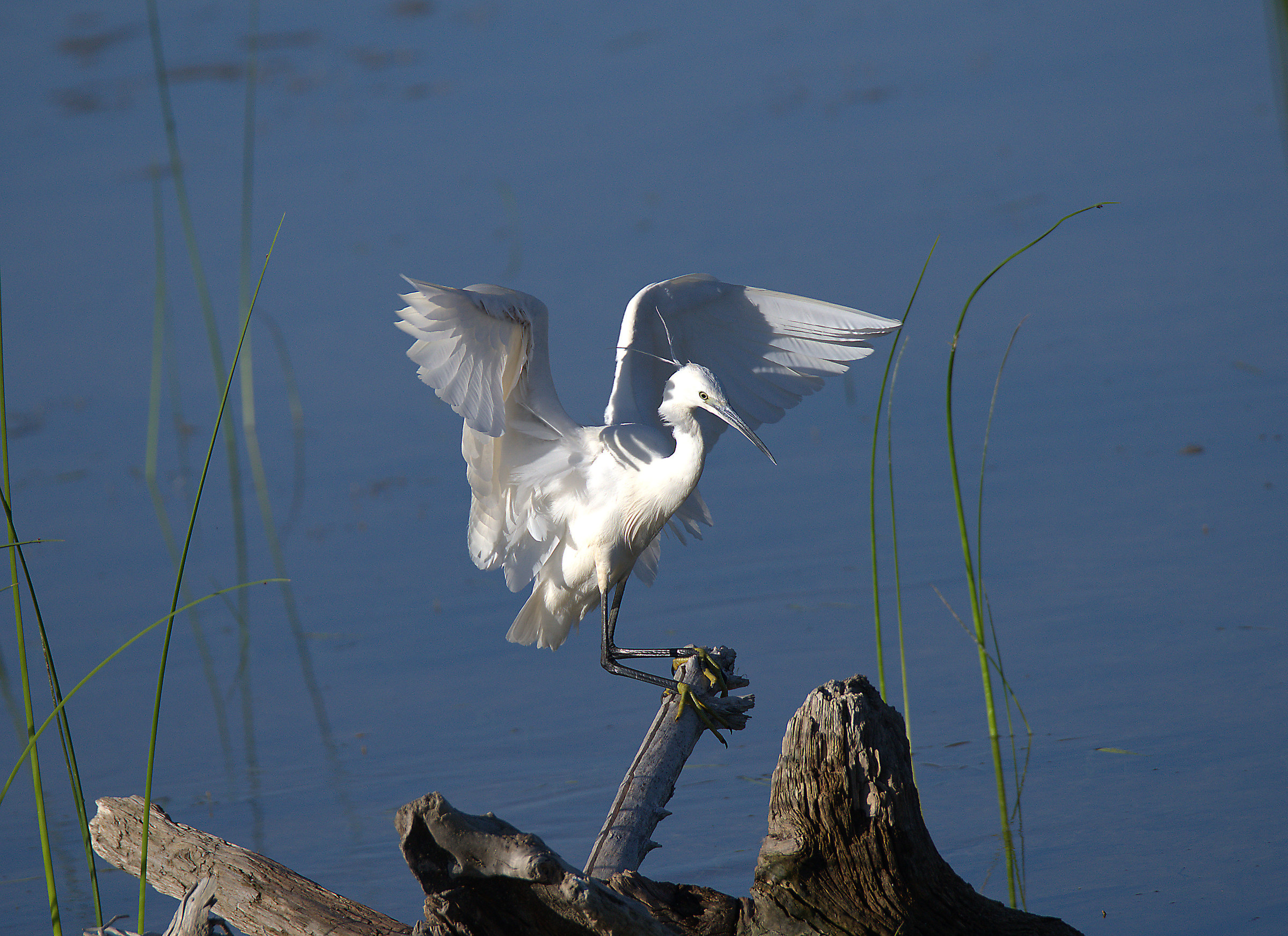 Egret