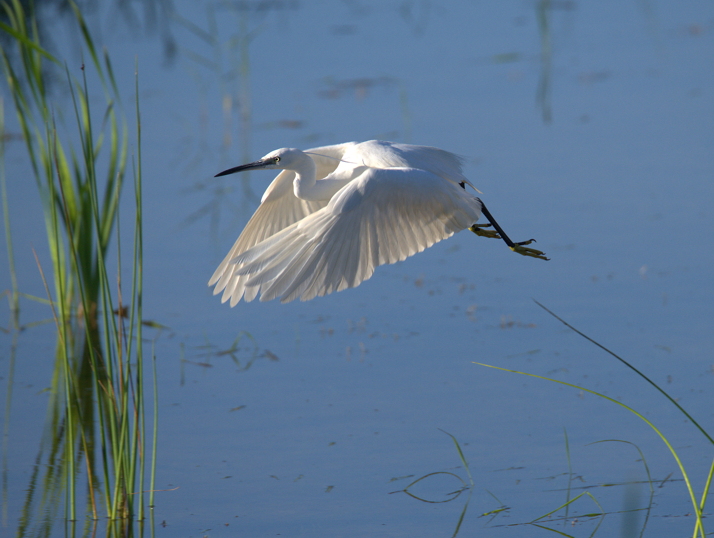 Egret