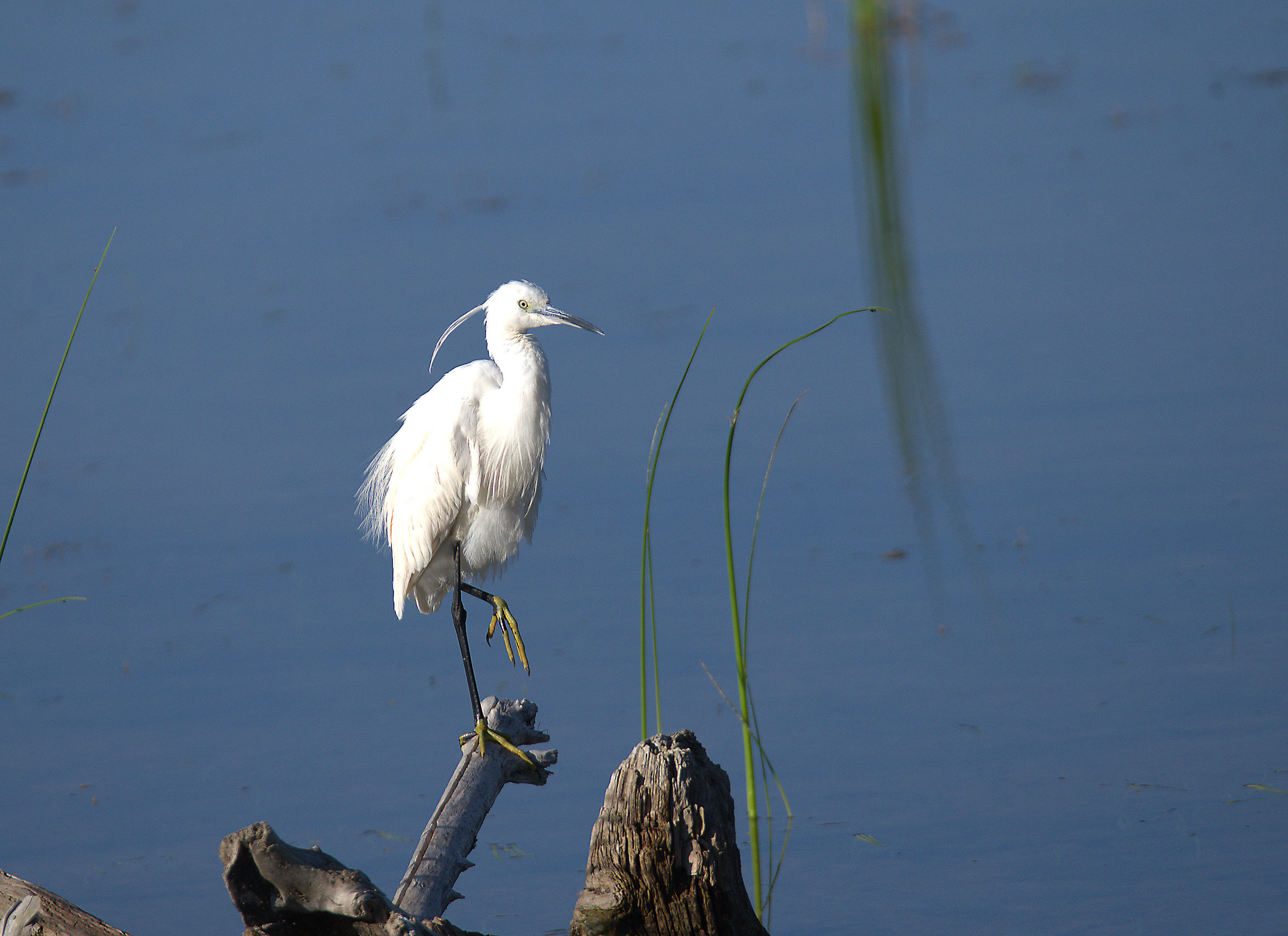Egret