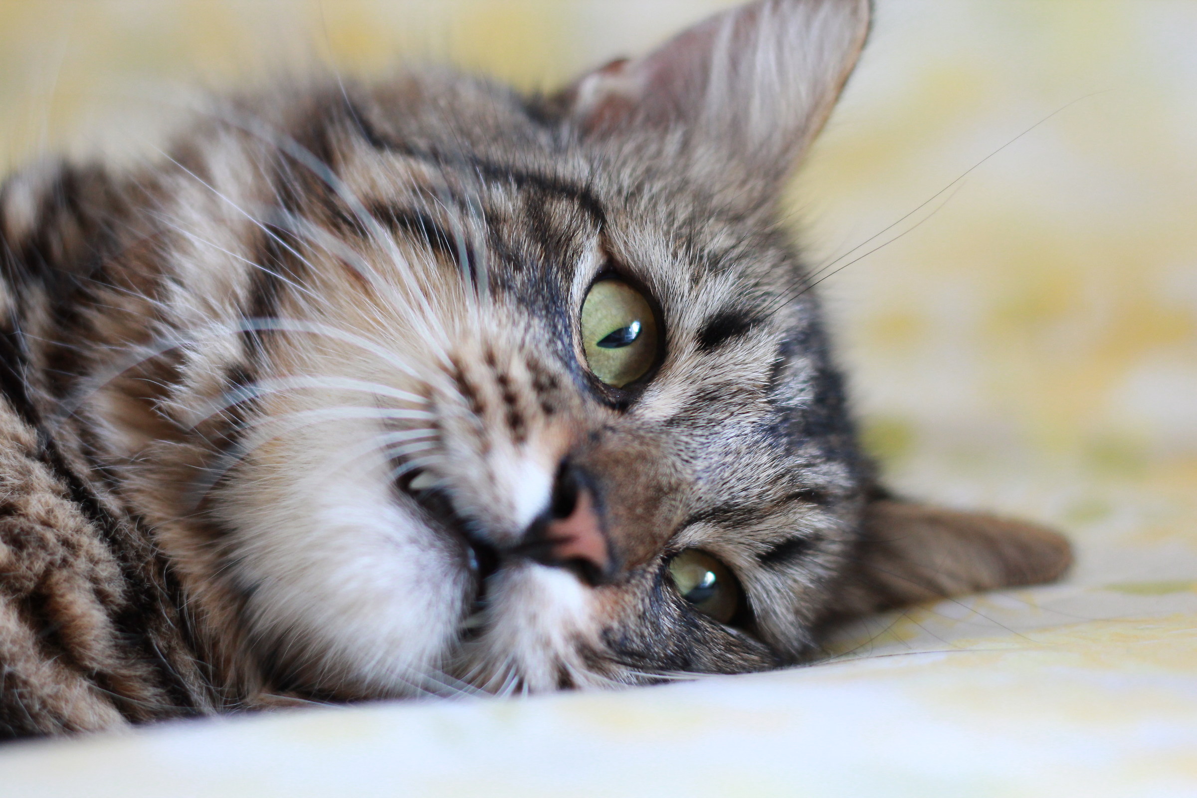 I grew up but I like to play