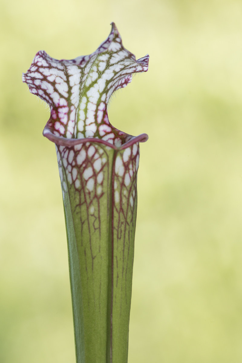 Sarracenia leucophylla var. Large pink lipped Apalachic