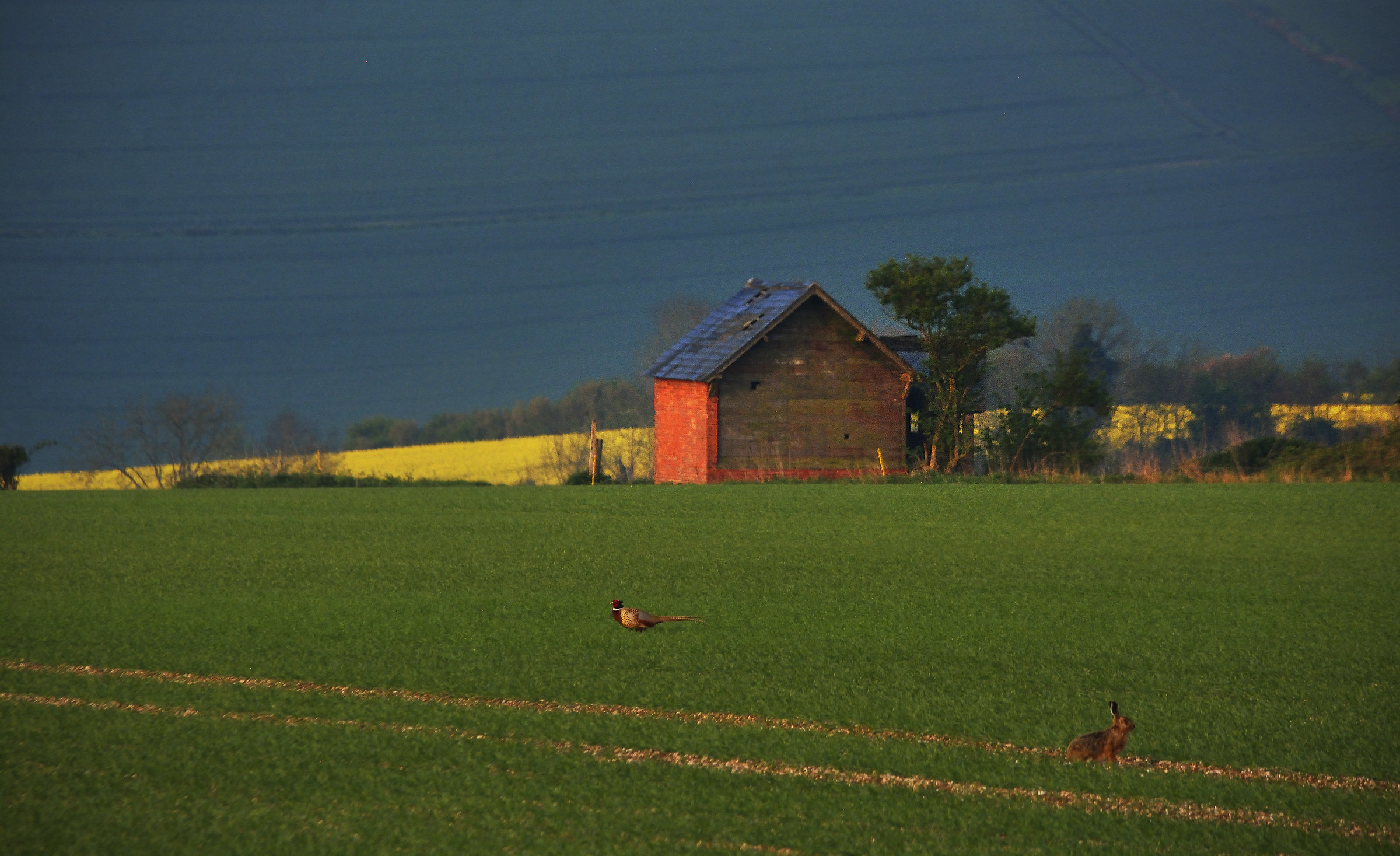 The Hare, The Pheasant & the Red Barn